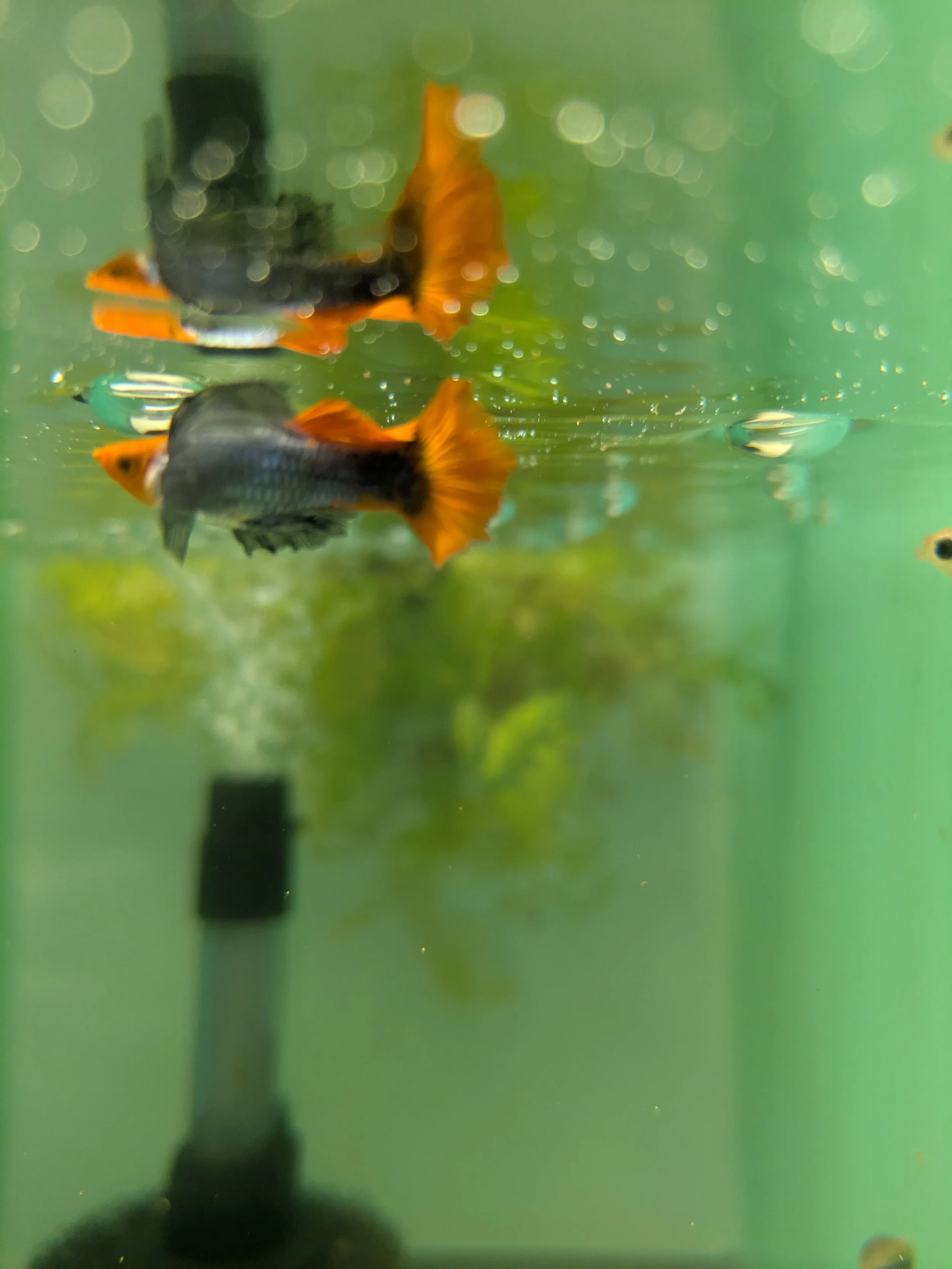 Dumbo Koi Full Platinum (Poecilia reticulata)