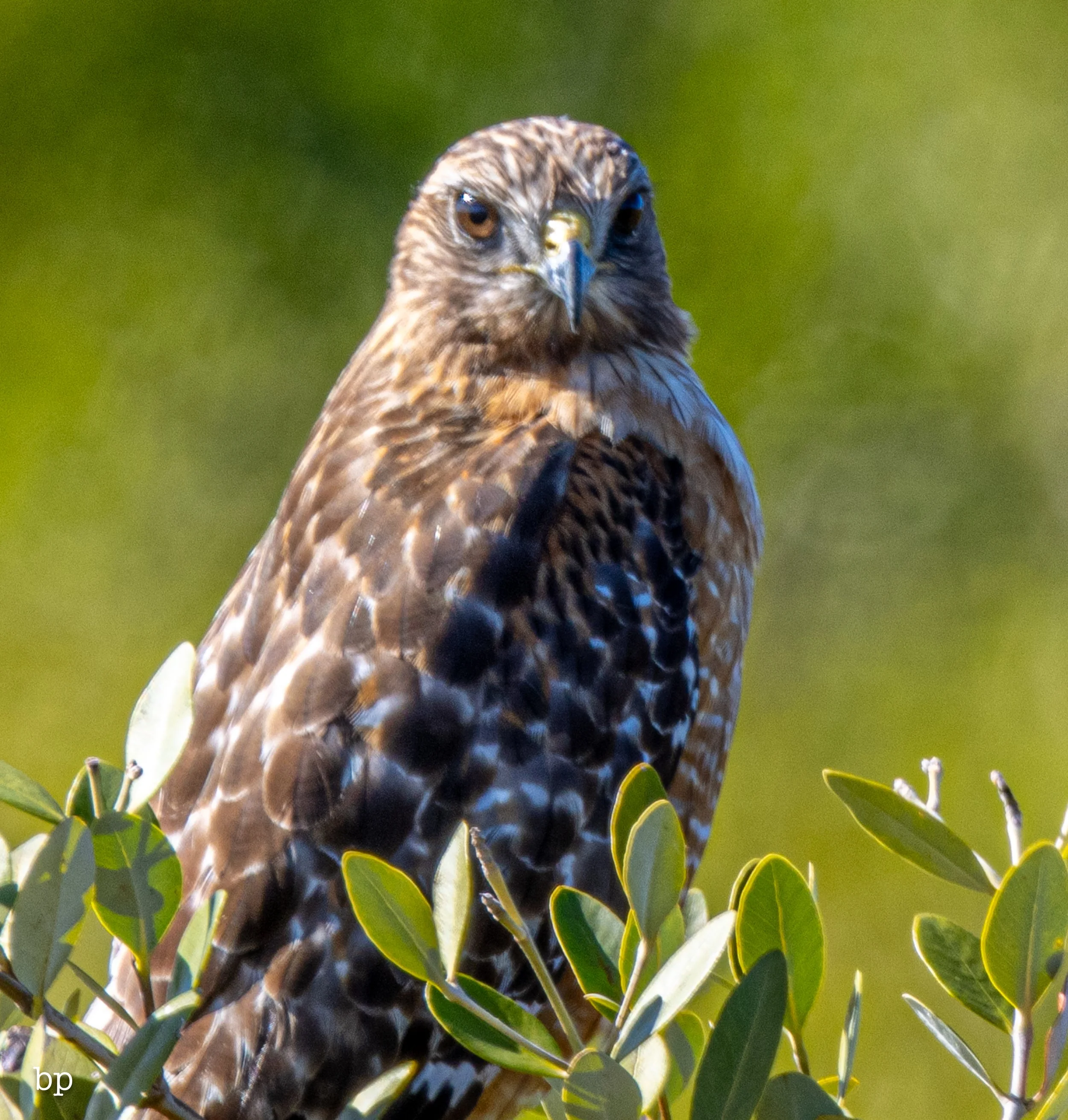 jungle_02_45 (1 of 1).jpg