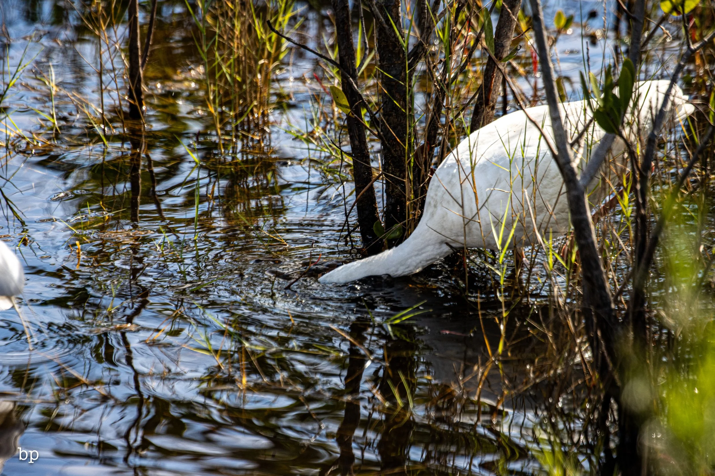 jungle_02_67 (1 of 1).jpg