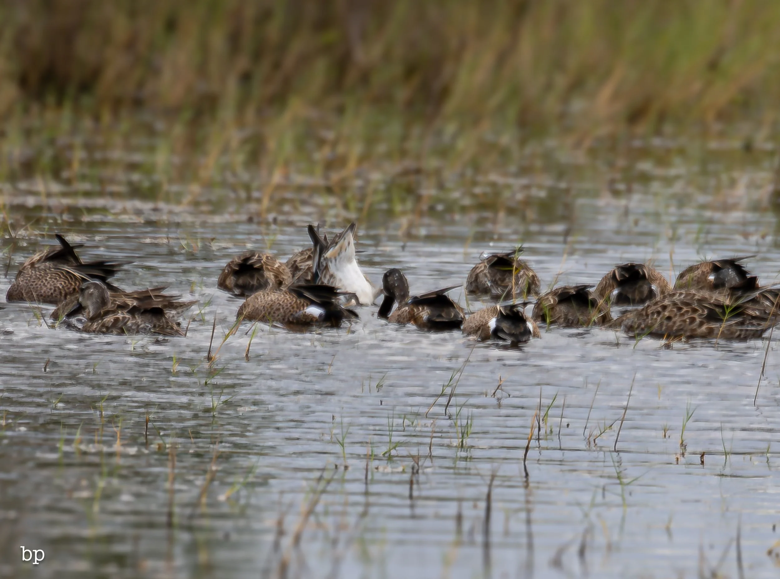 set_1209_cshore_110 (1 of 1).jpg