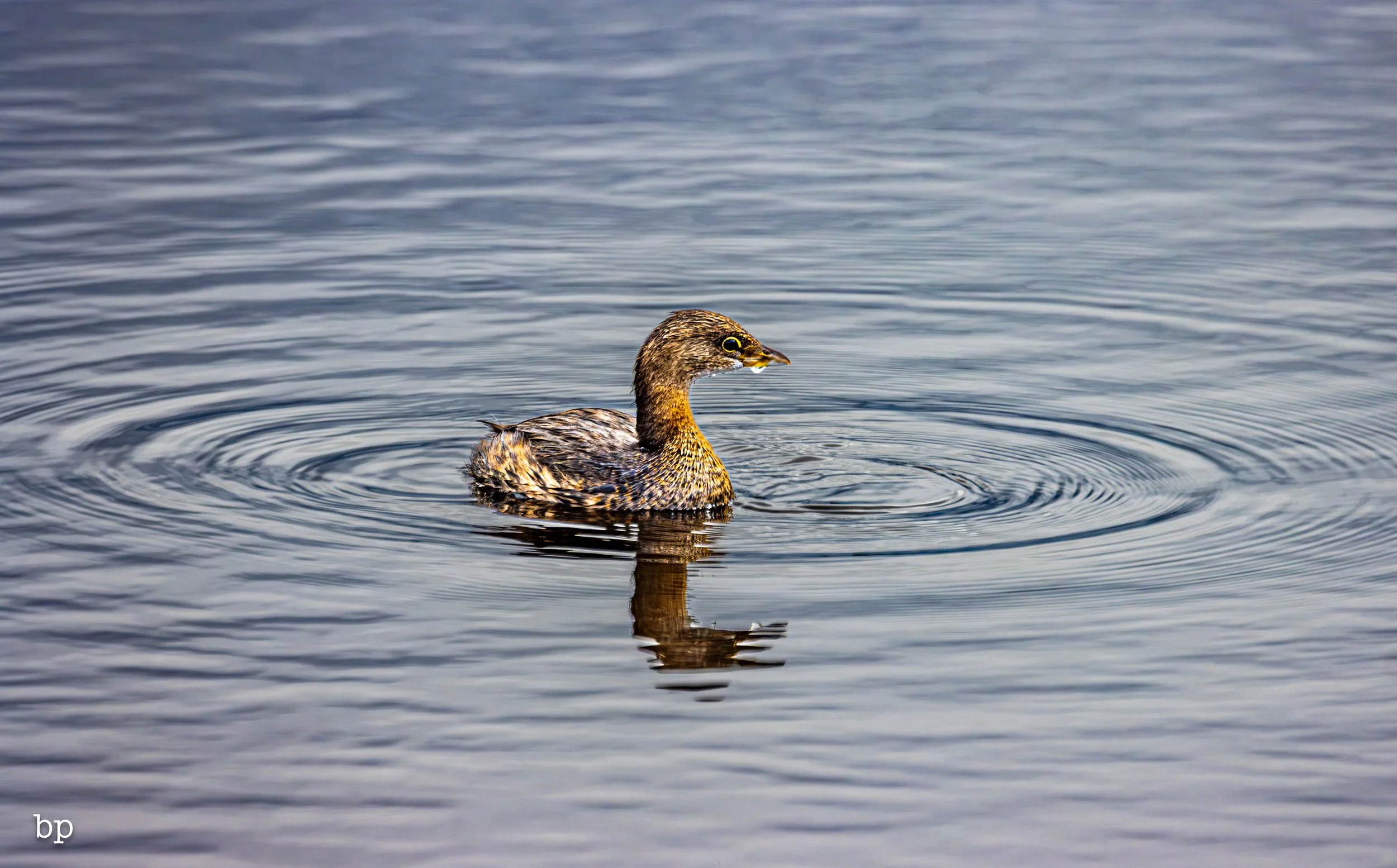 set_1209_cshore_116 (1 of 1).jpg