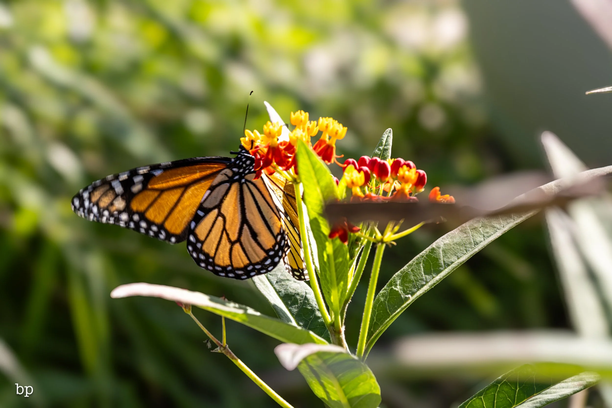 butter_12 (1 of 1).jpg