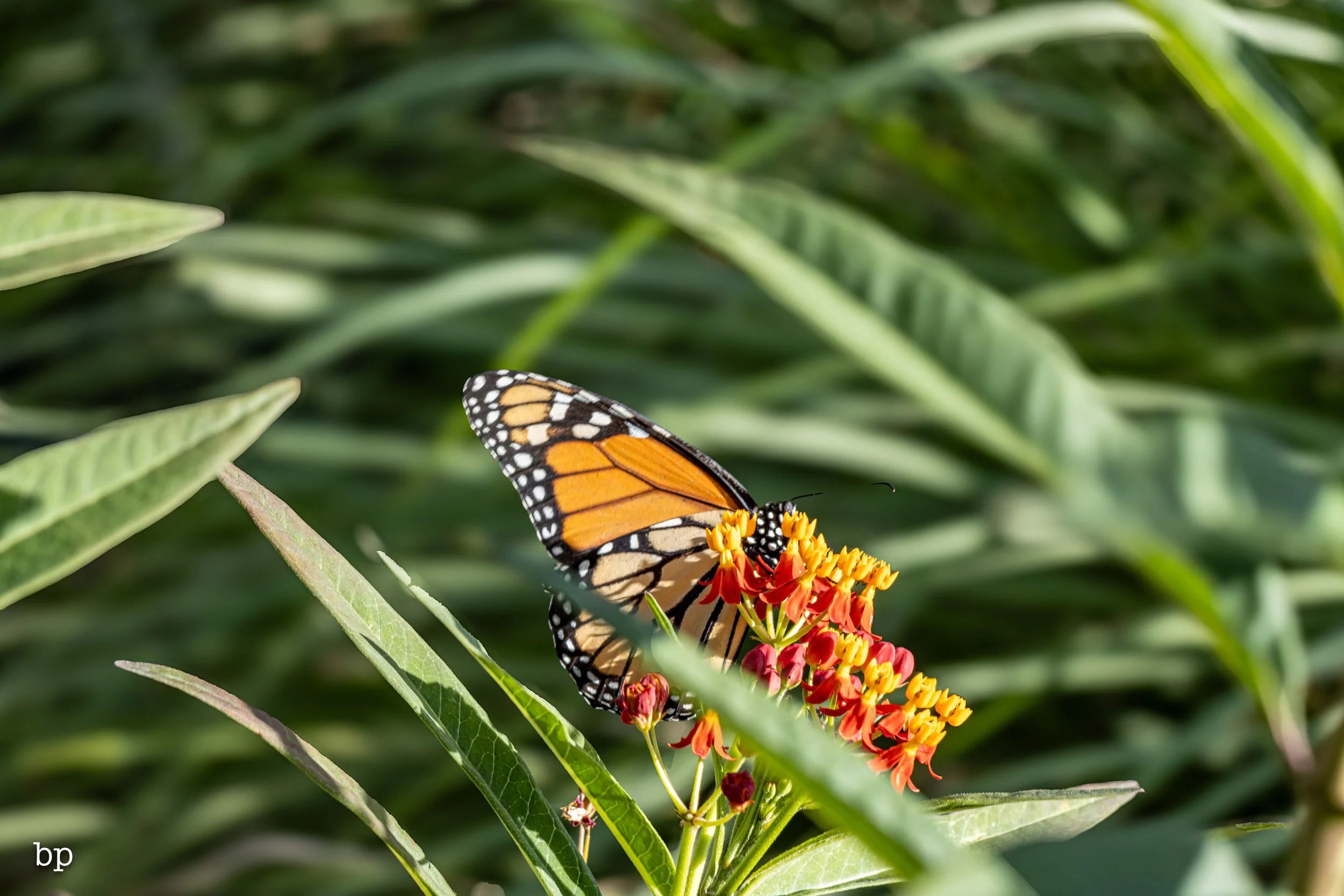 butter_29 (1 of 1).jpg