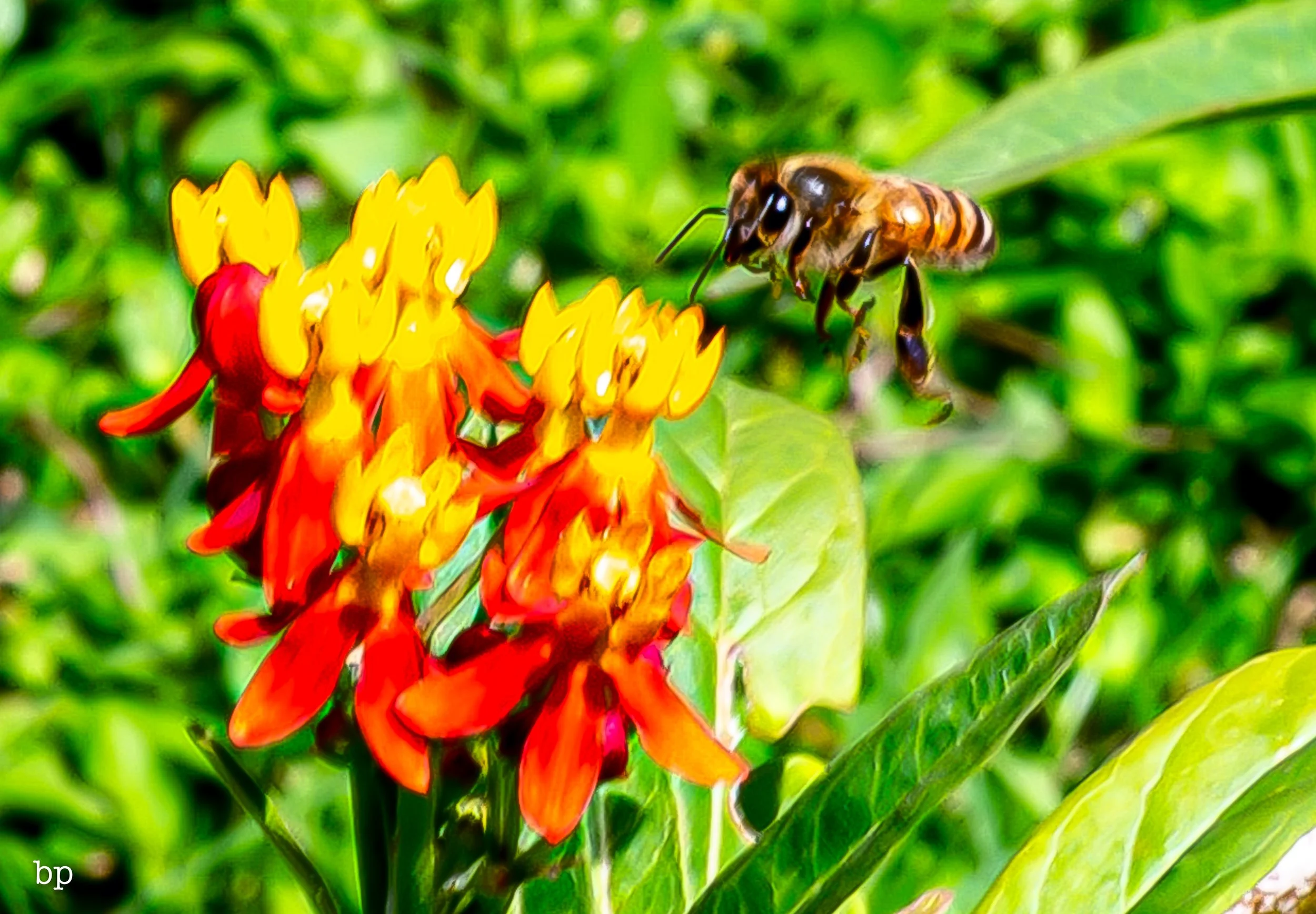 macro_11 (1 of 1).jpg