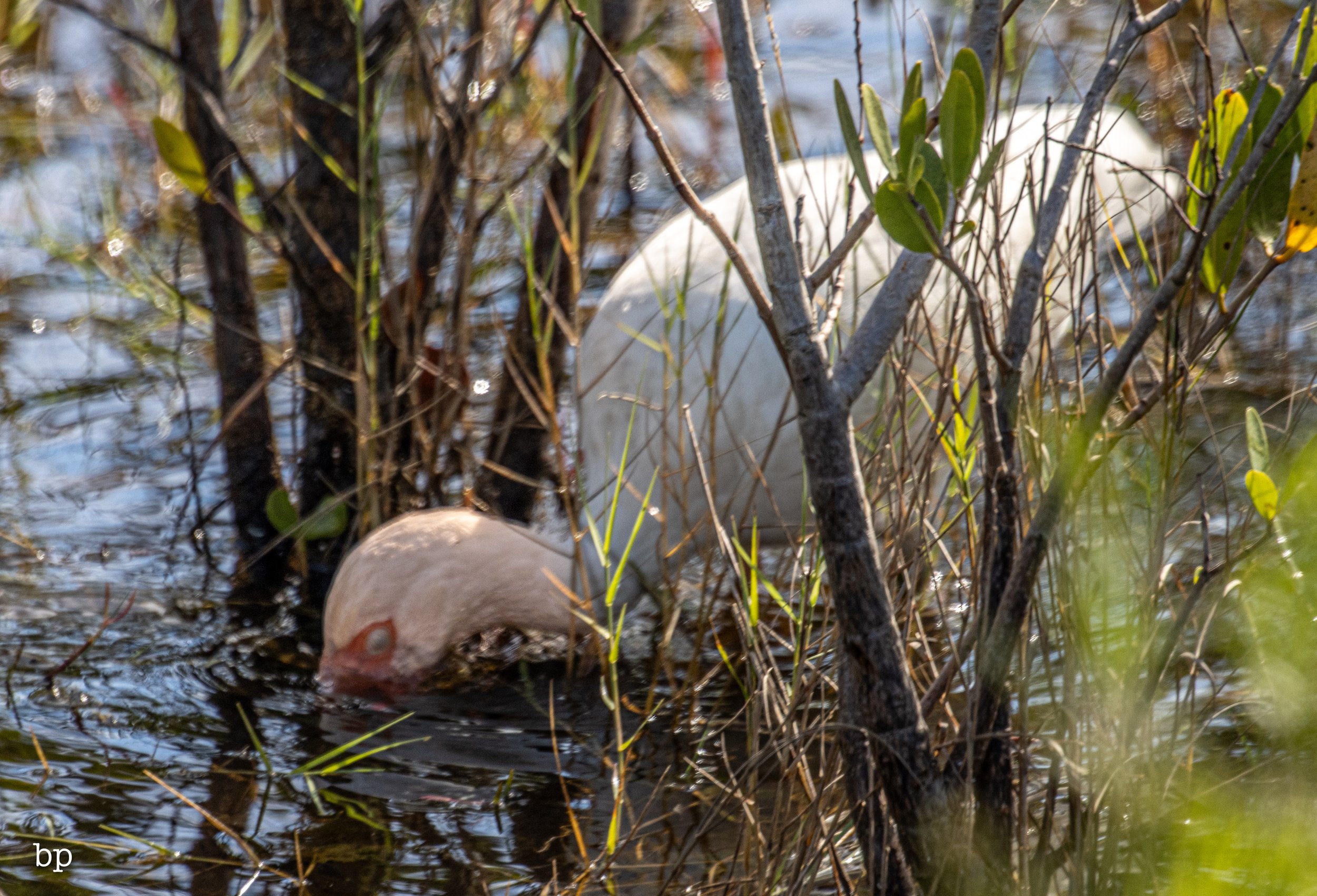 jungle_02_68 (1 of 1).jpg