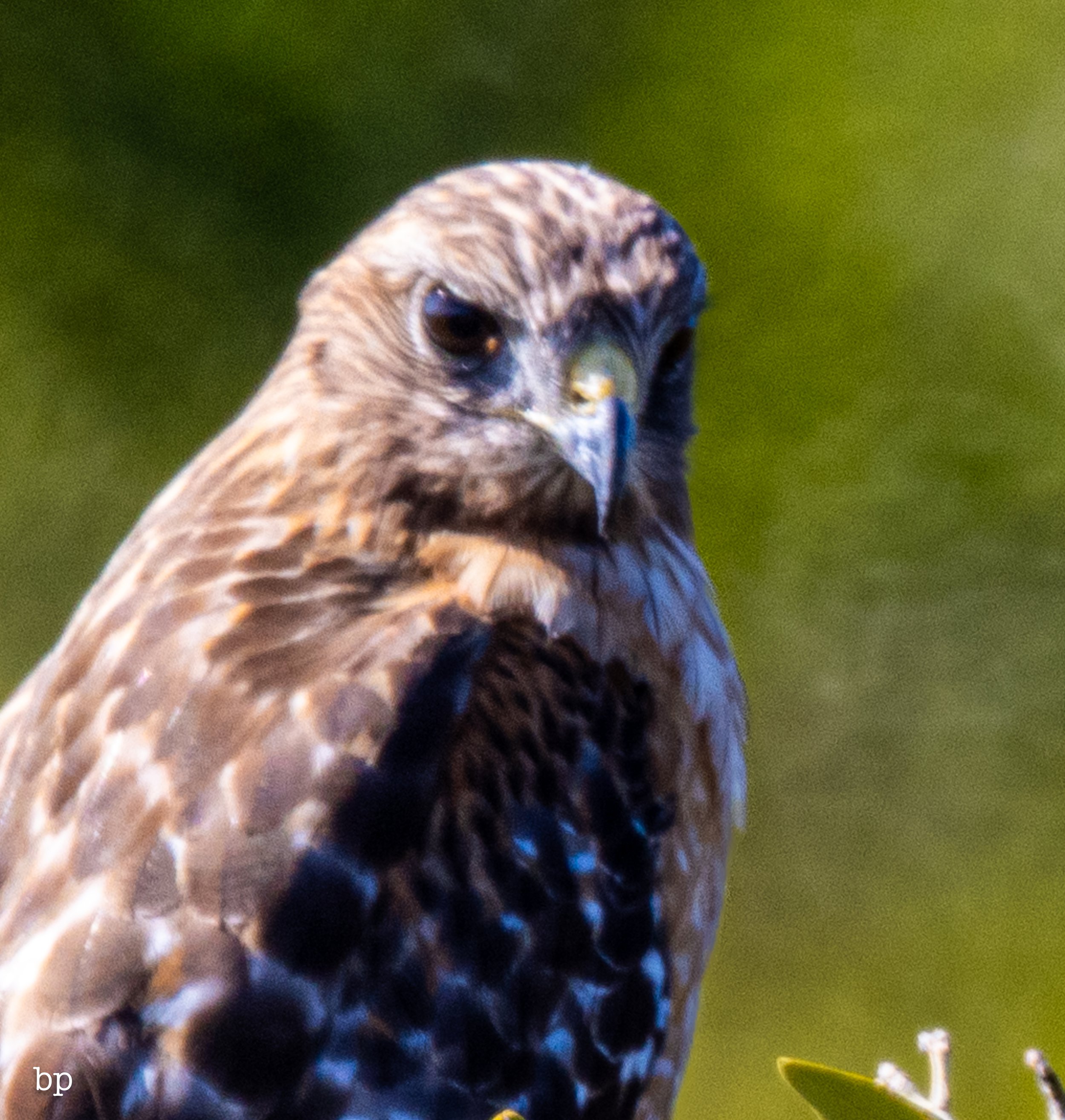 jungle_02_46 (1 of 1).jpg