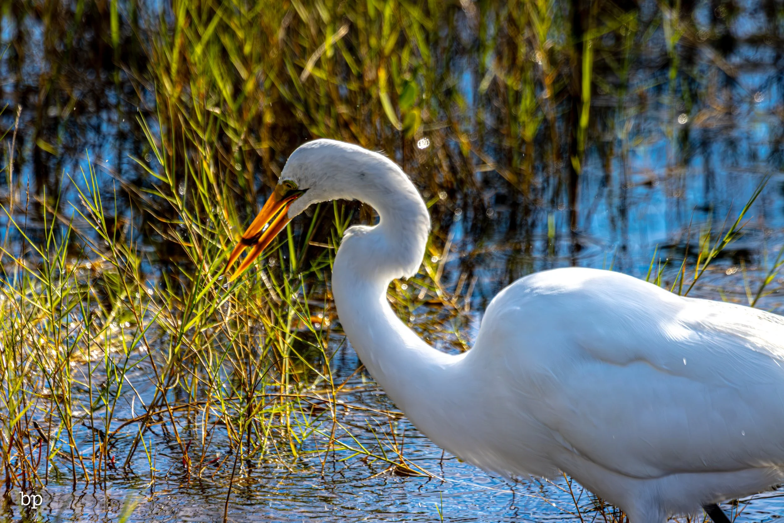 jungle_02_65 (1 of 1).jpg