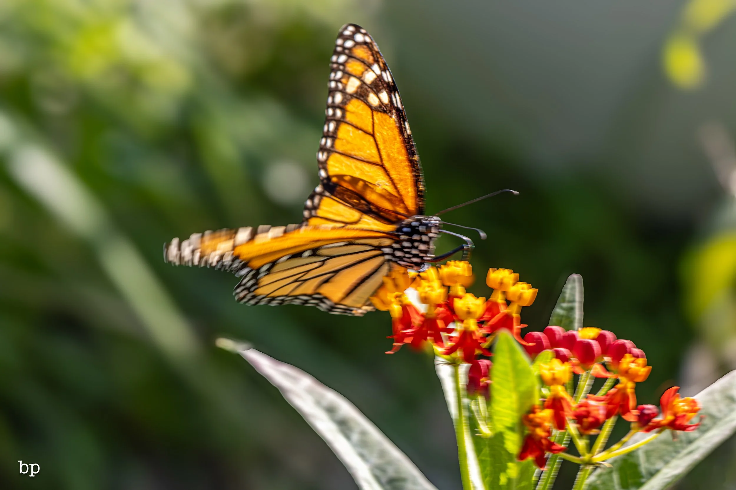 butter_09 (1 of 1).jpg