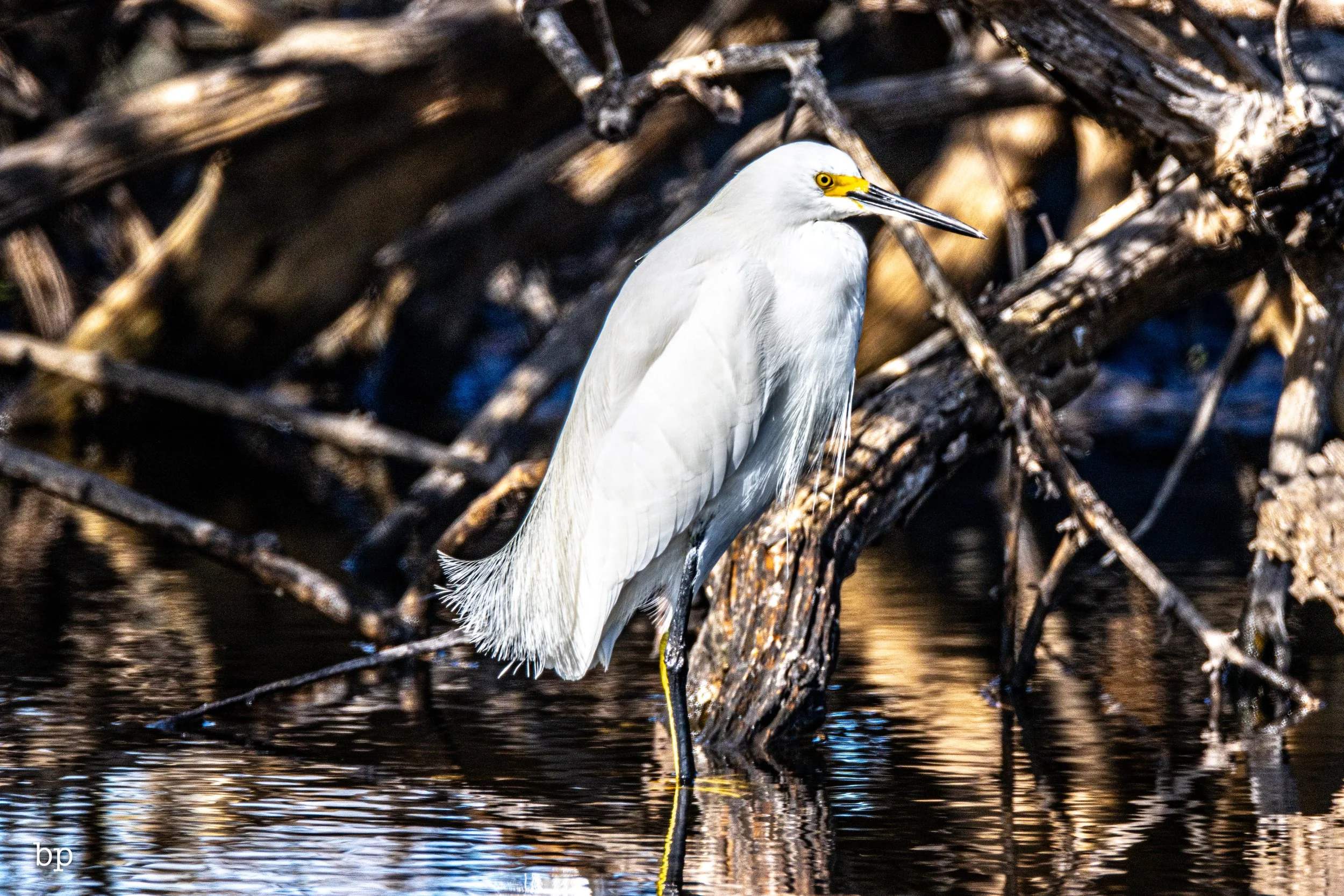 jungle_02_25 (1 of 1).jpg