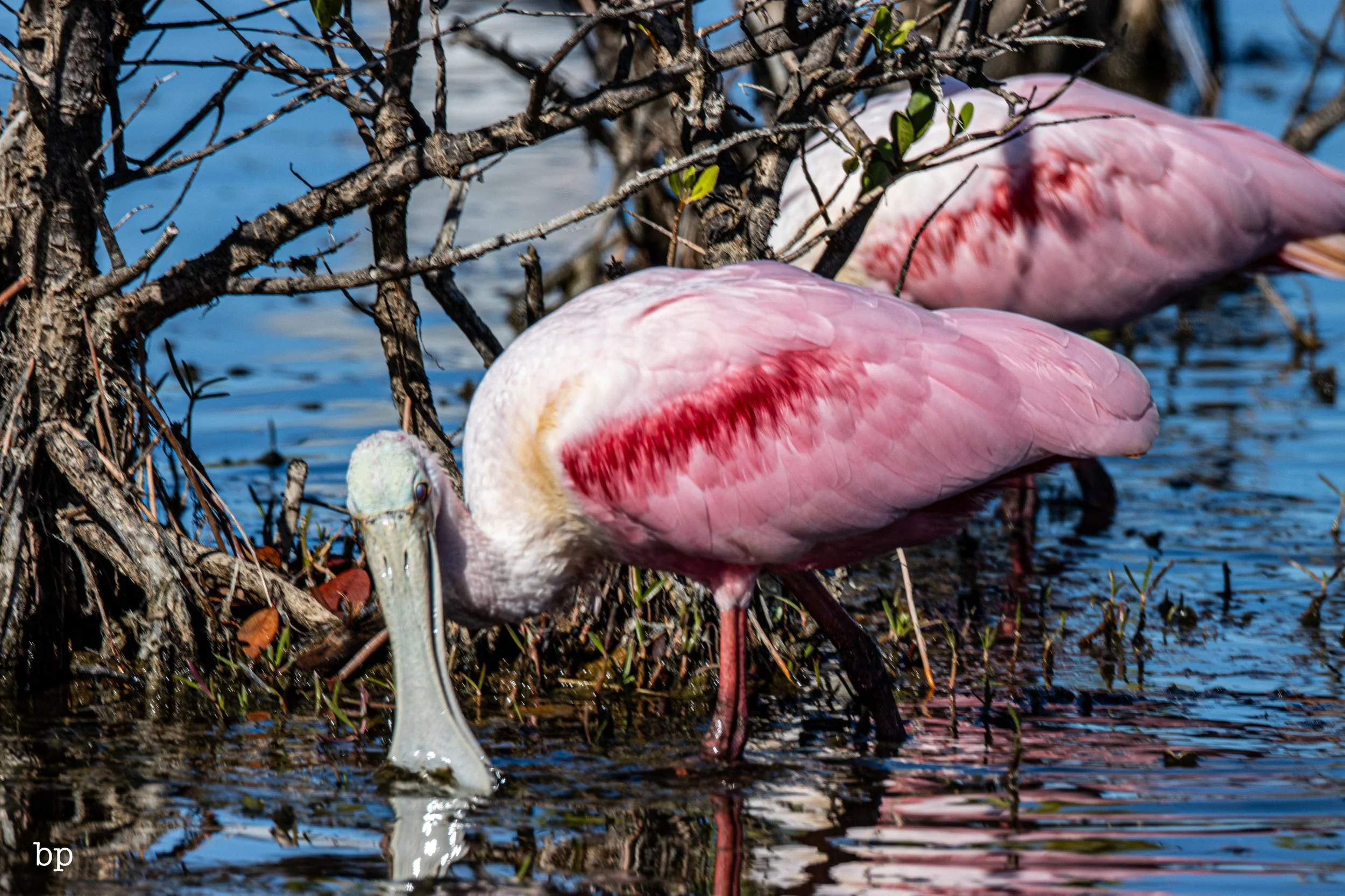 jungle_02_36 (1 of 1).jpg