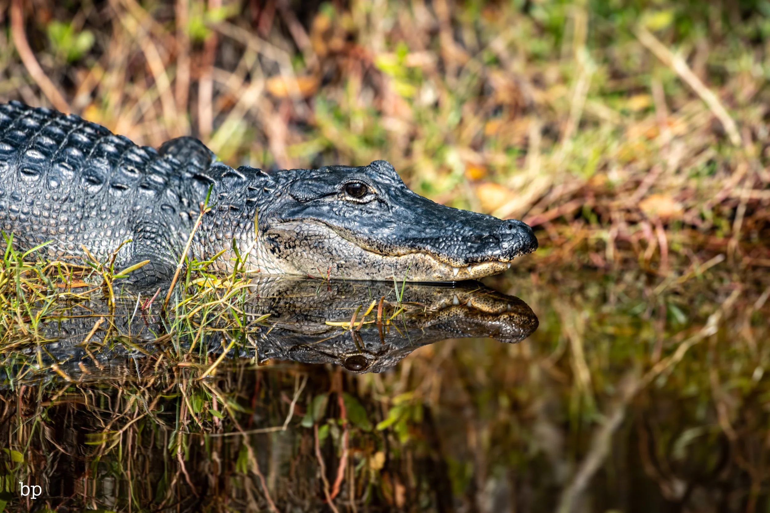 set_1209_cshore_104 (1 of 1).jpg