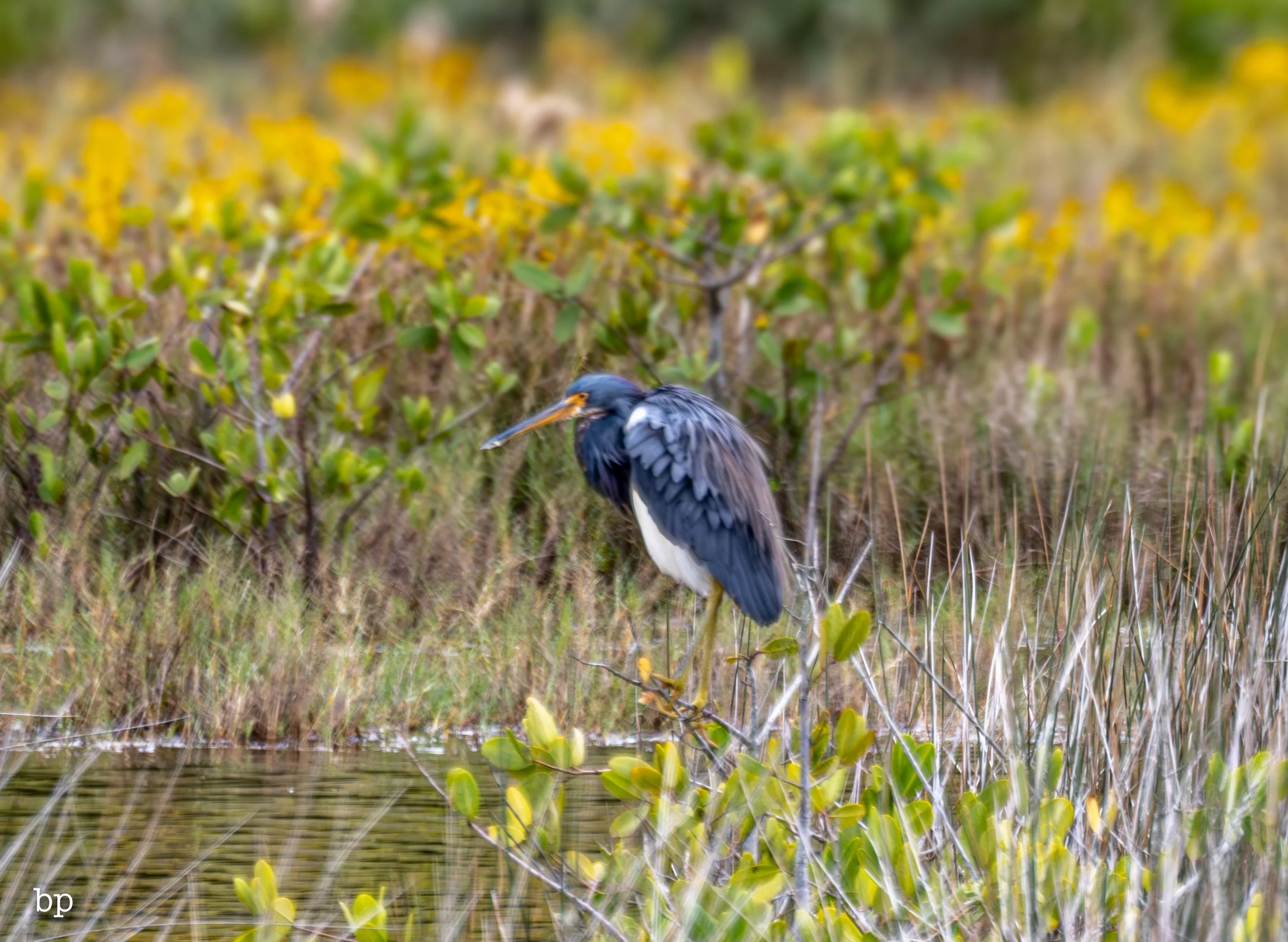 set_1209_cshore_96 (1 of 1).jpg