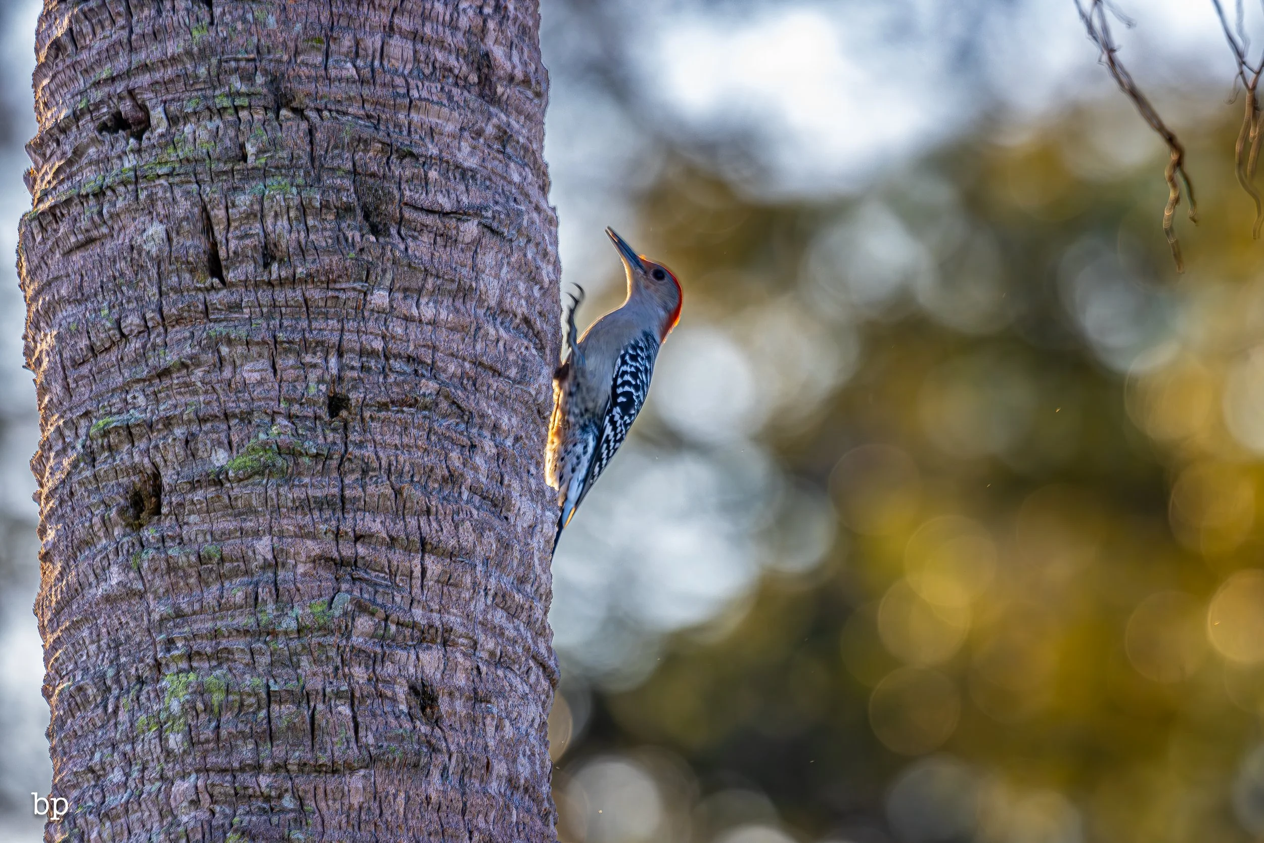 set_120525_raw_13_pecker (1 of 1).jpg