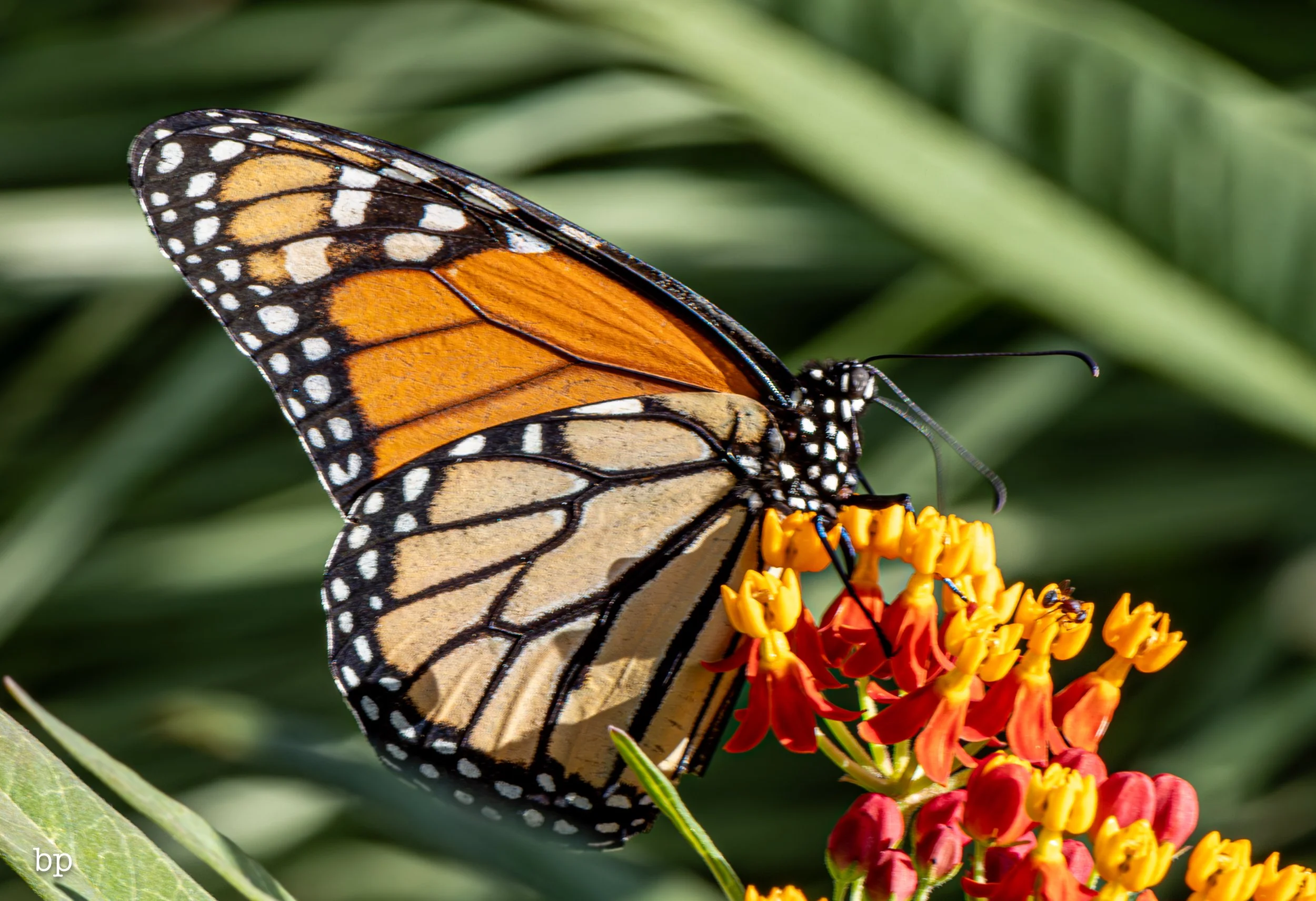 butter_26 (1 of 1).jpg