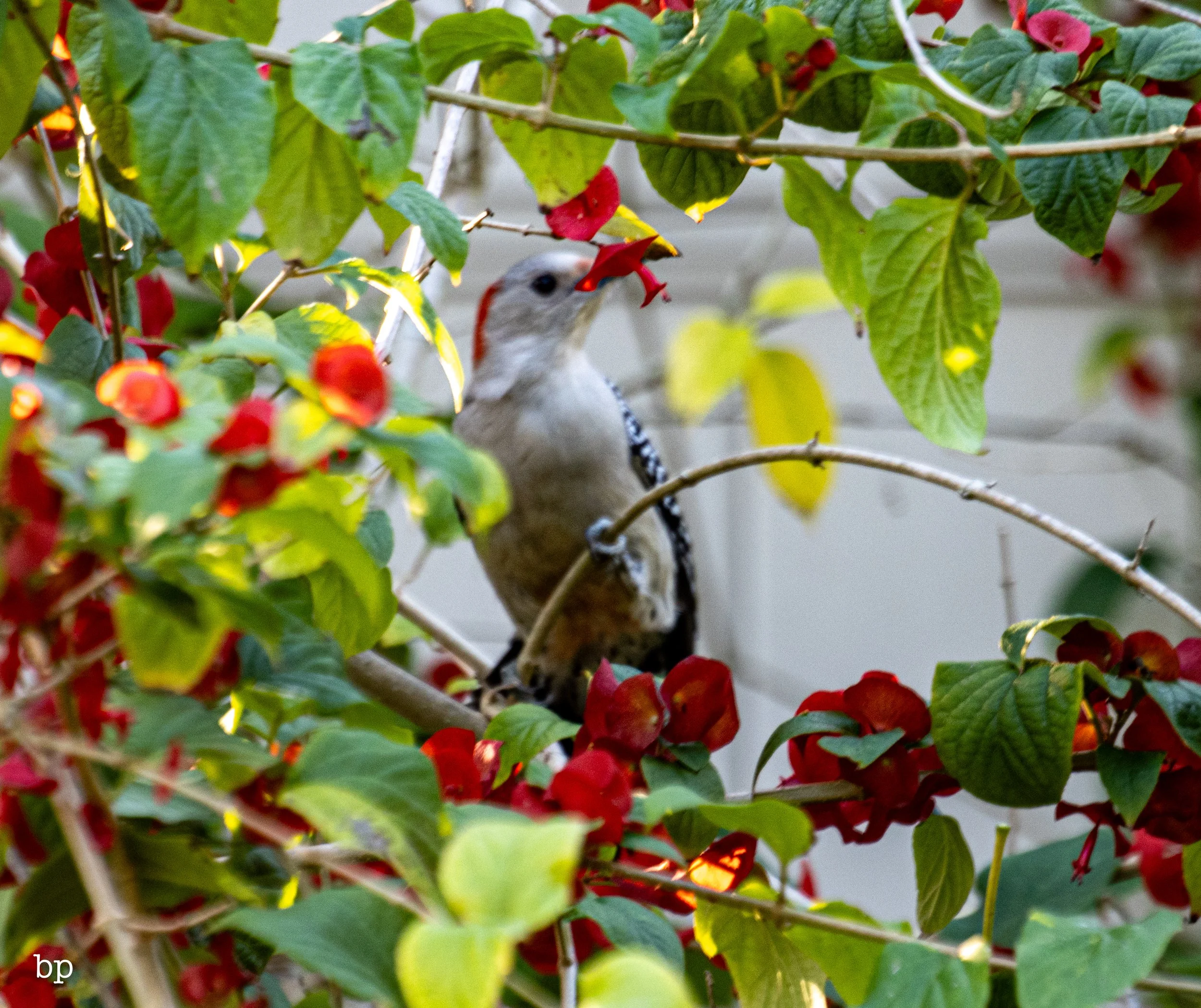 set_120525_raw_18_pecker (1 of 1).jpg