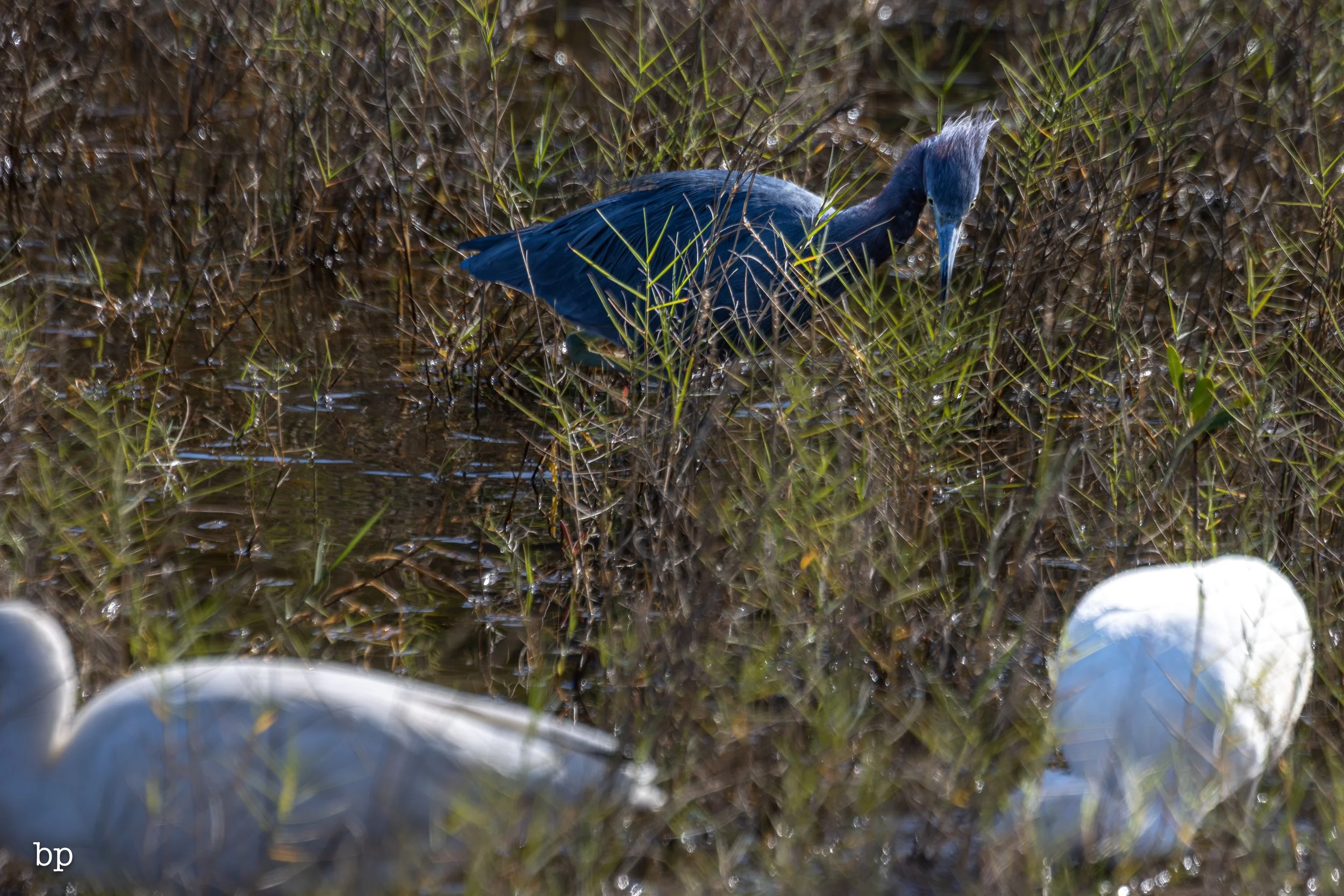 jungle_02_62 (1 of 1).jpg