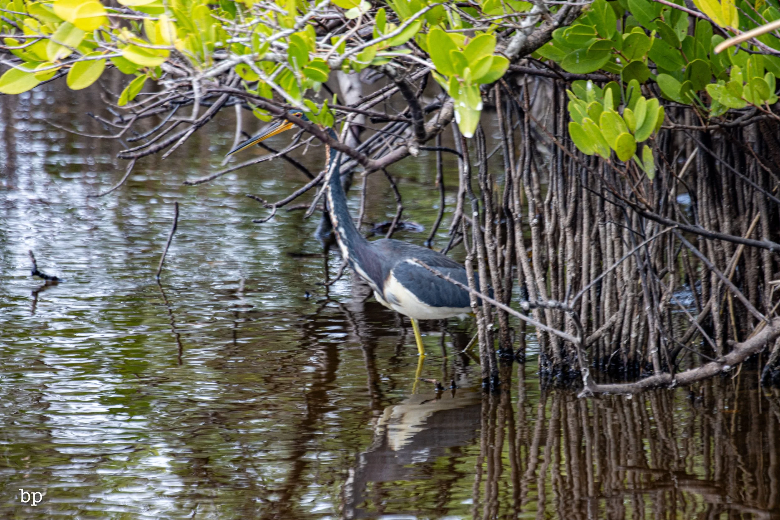 set_1209_cshore_123 (1 of 1).jpg