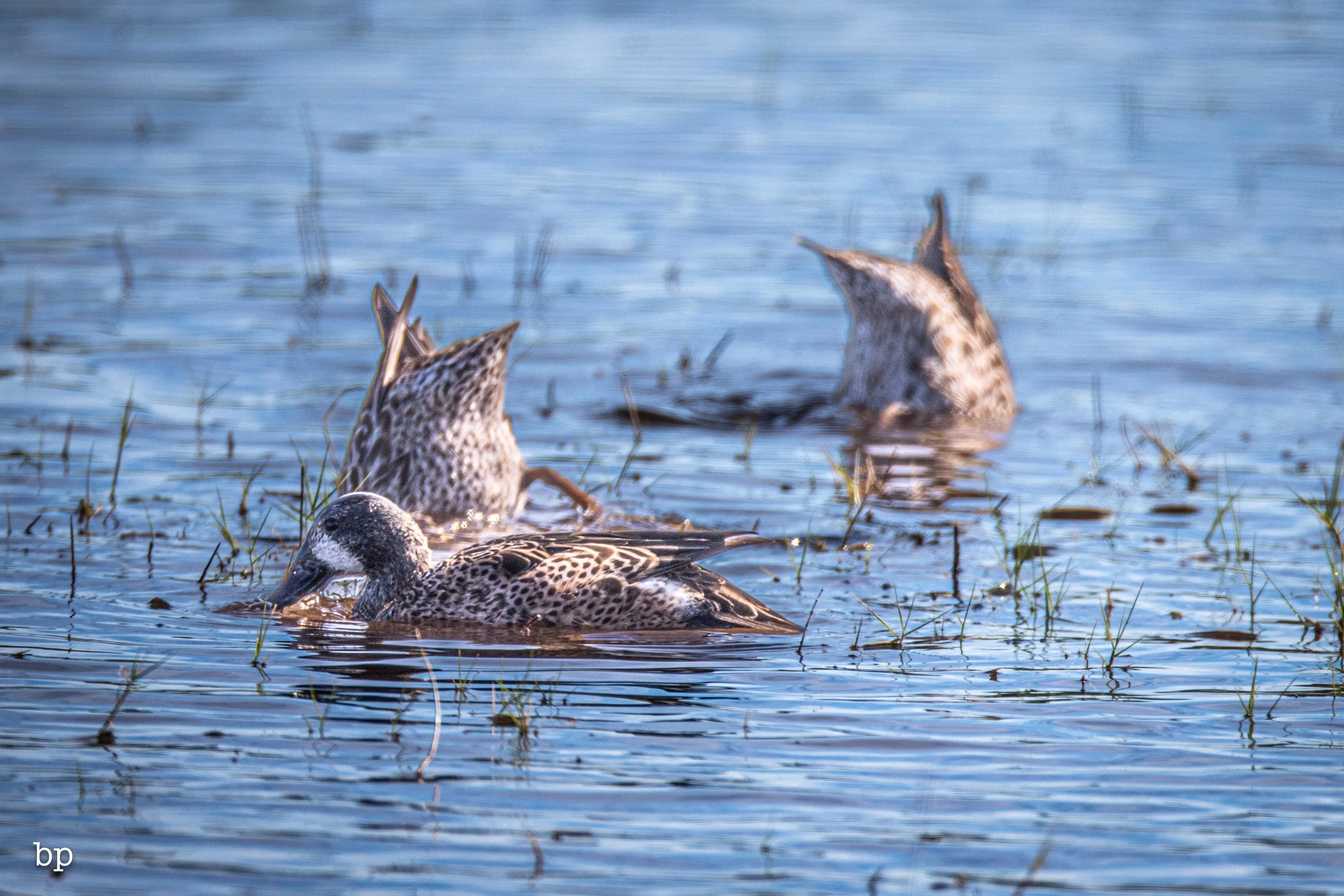 jungle_02_21 (1 of 1).jpg