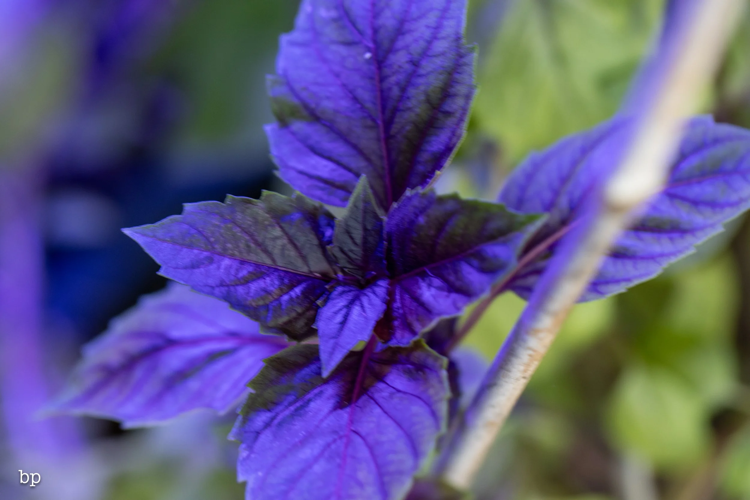 10_28_butter_171 (1 of 1).jpg