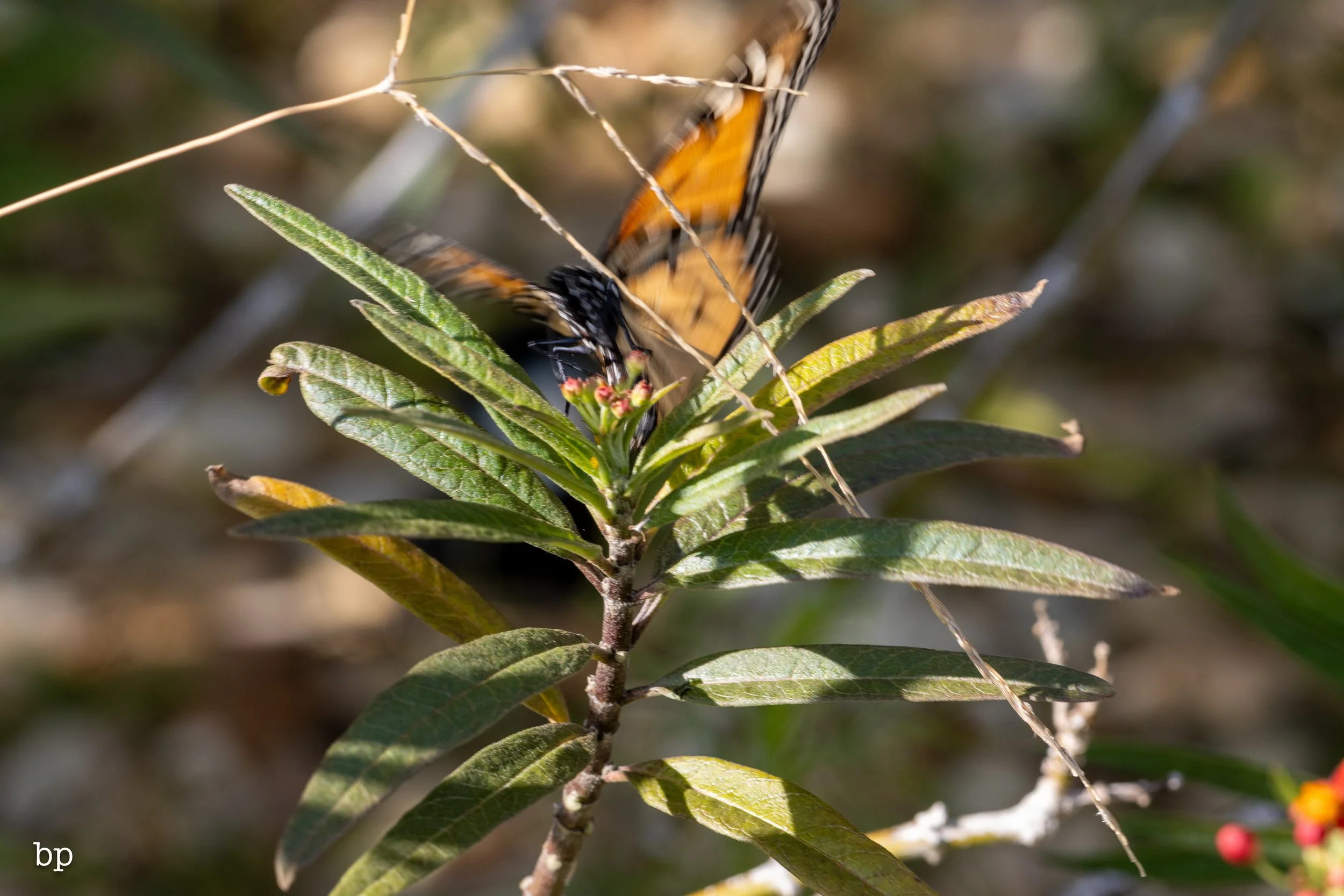 butter_33 (1 of 1).jpg