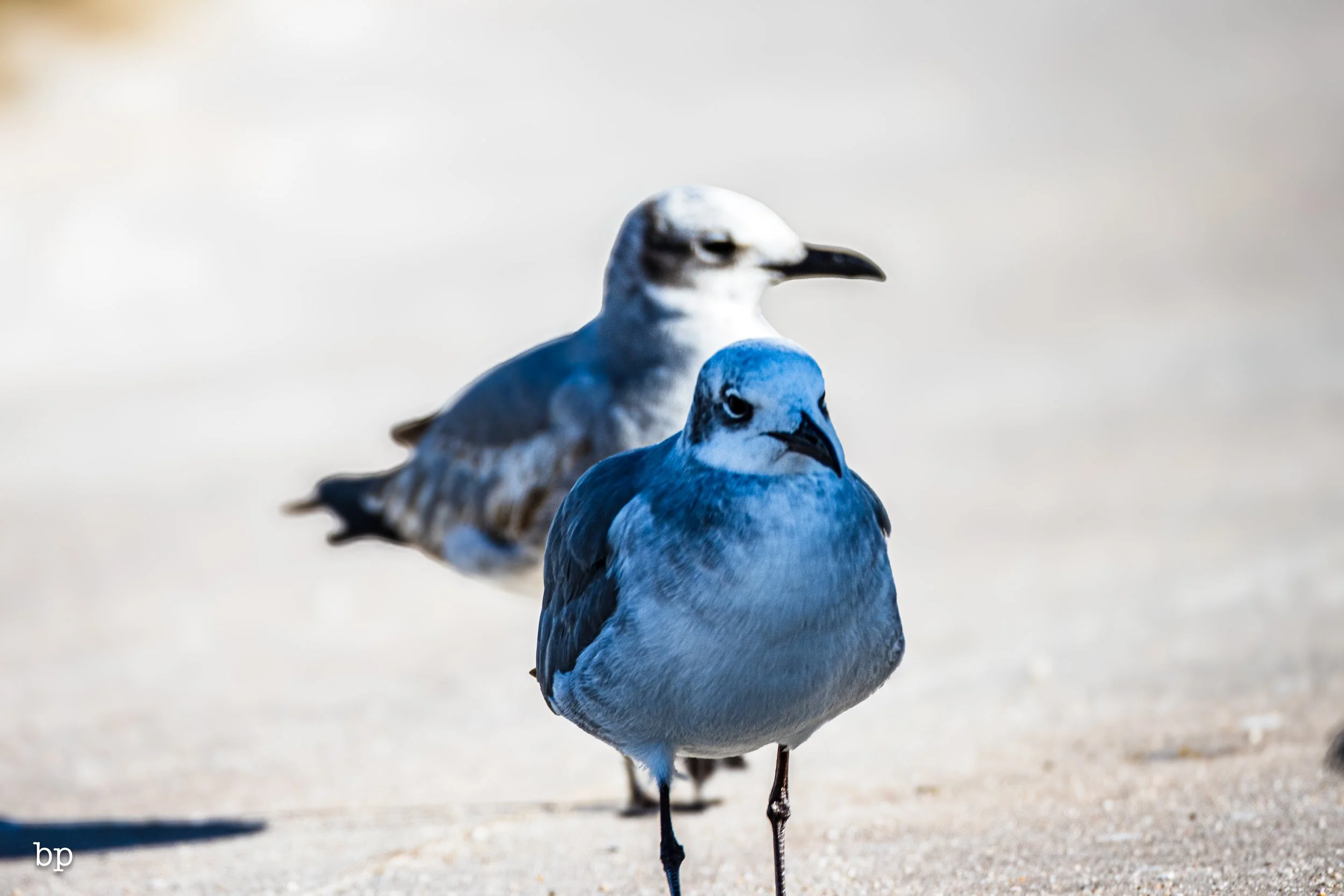 set_120525_raw_23_gull (1 of 1).jpg