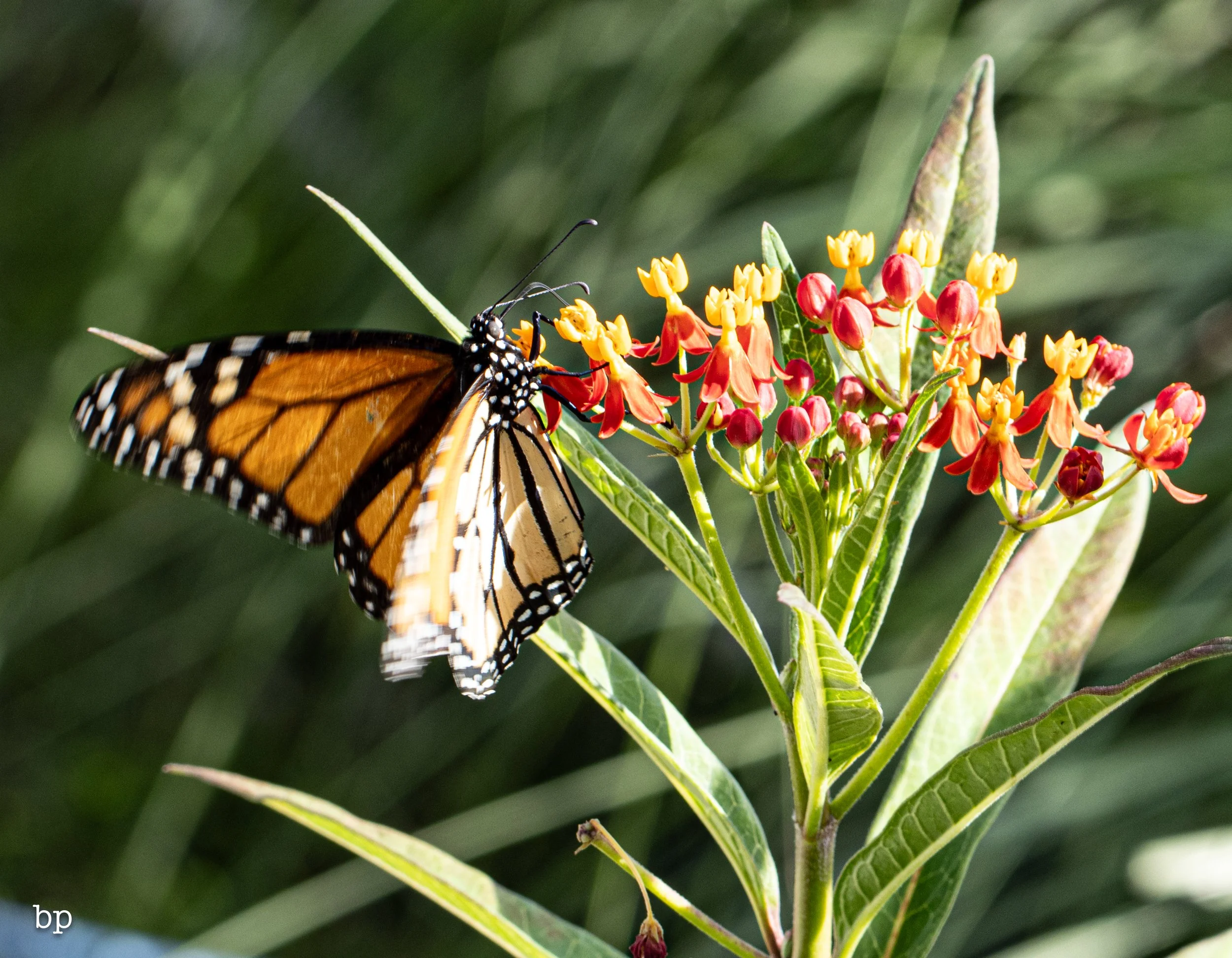 butter_18 (1 of 1).jpg