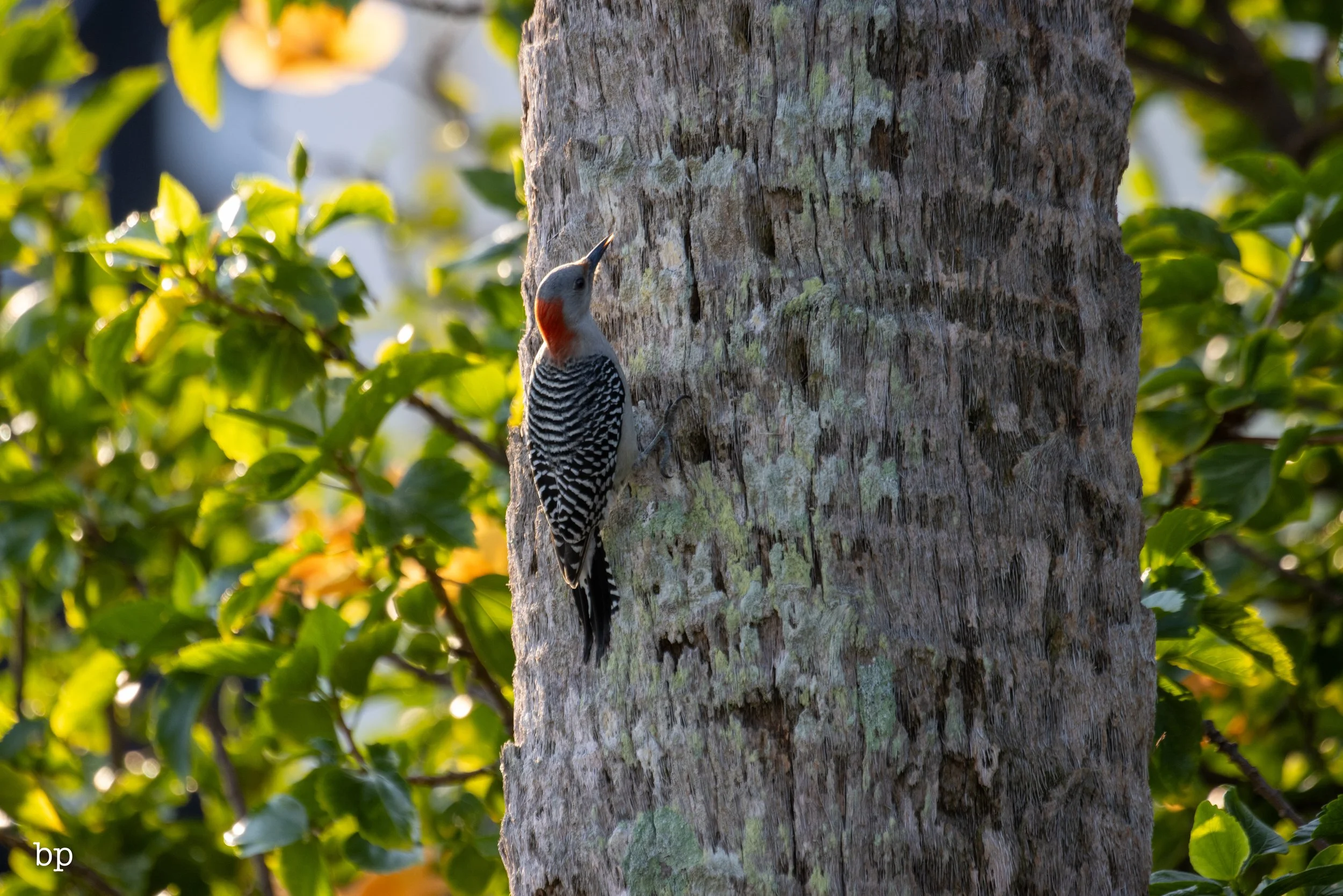 set_120525_raw_19_pecker (1 of 1).jpg