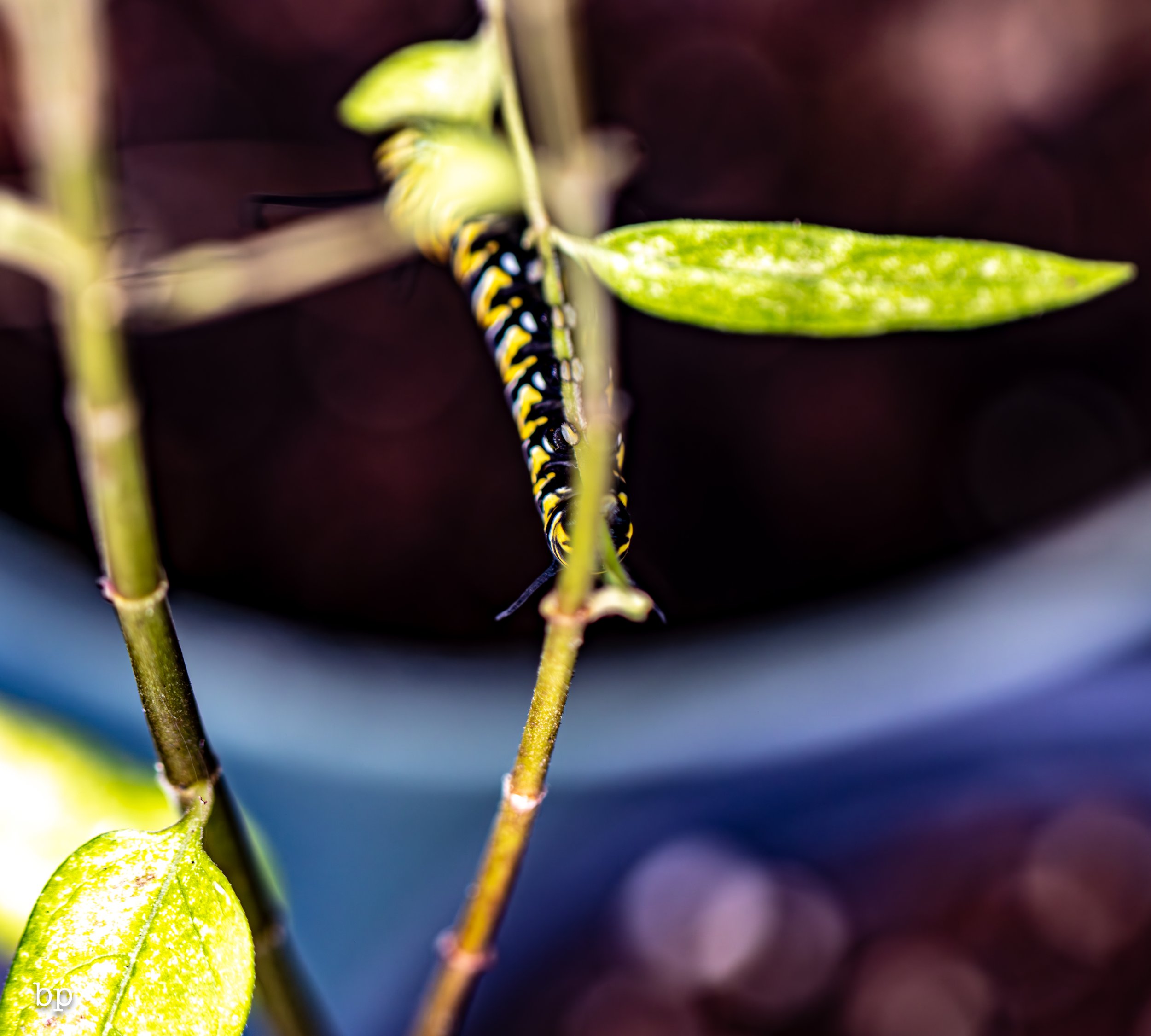 10_28_butter_145 (1 of 1).jpg