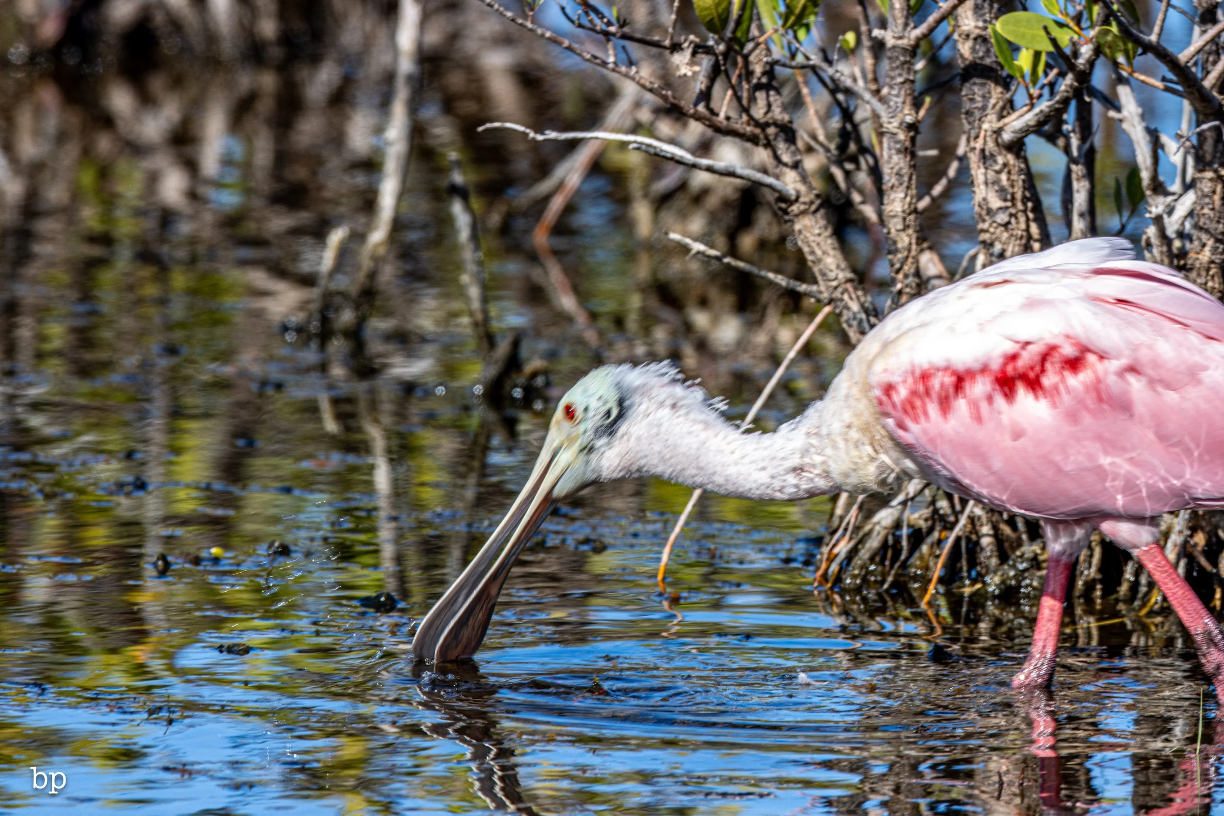 jungle_02_37 (1 of 1).jpg