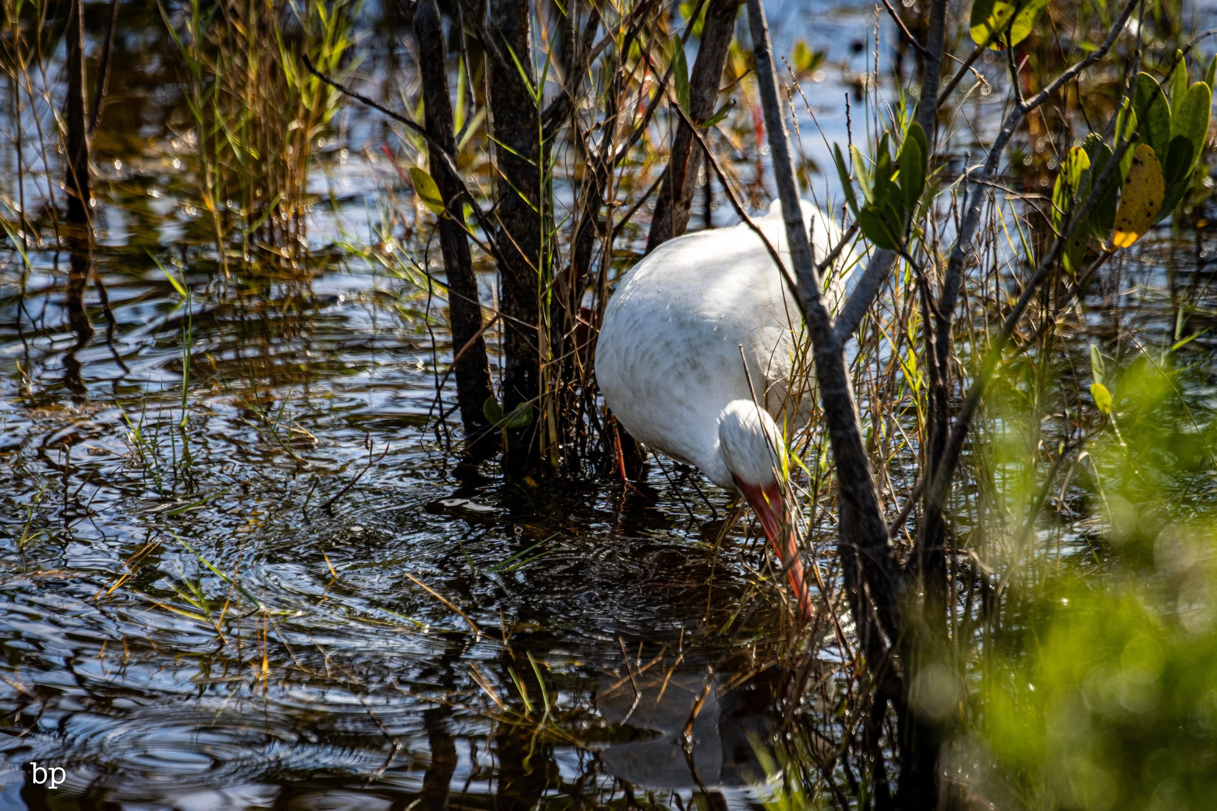 jungle_02_66 (1 of 1).jpg