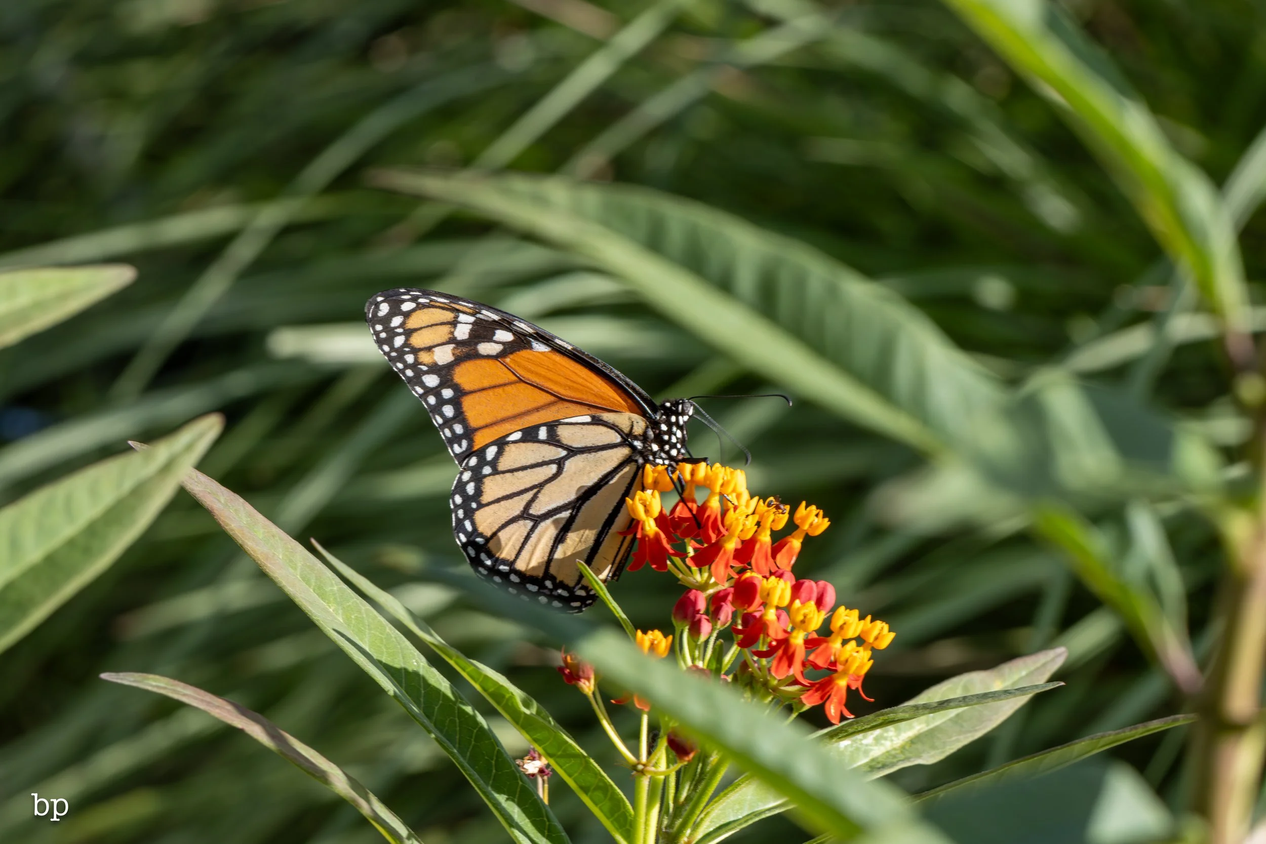 butter_25 (1 of 1).jpg