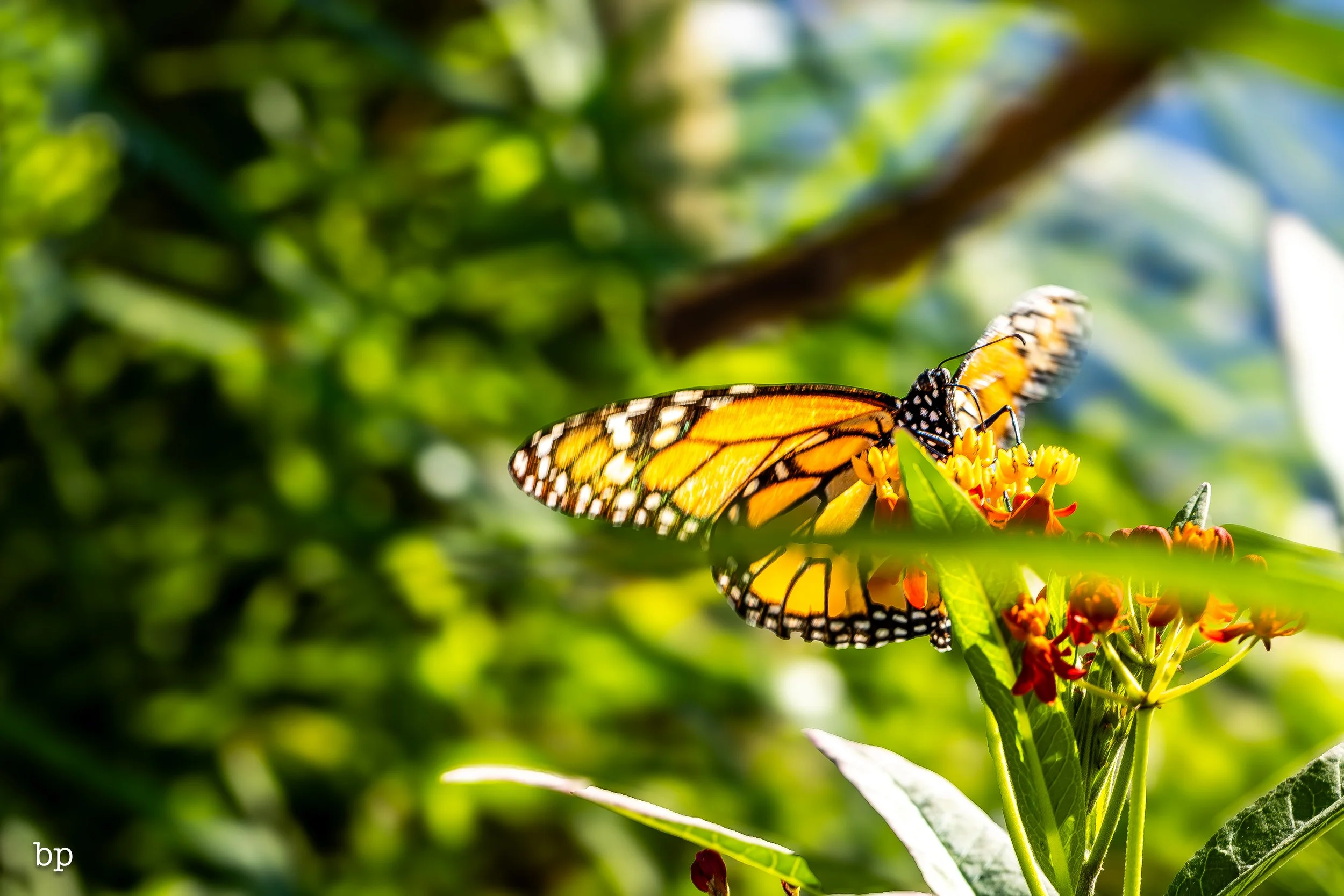 butter_01 (1 of 1).jpg