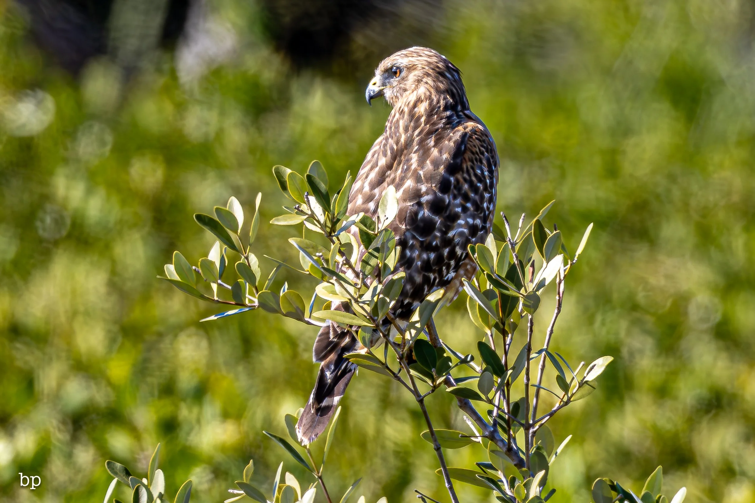 jungle_02_19 (1 of 1).jpg