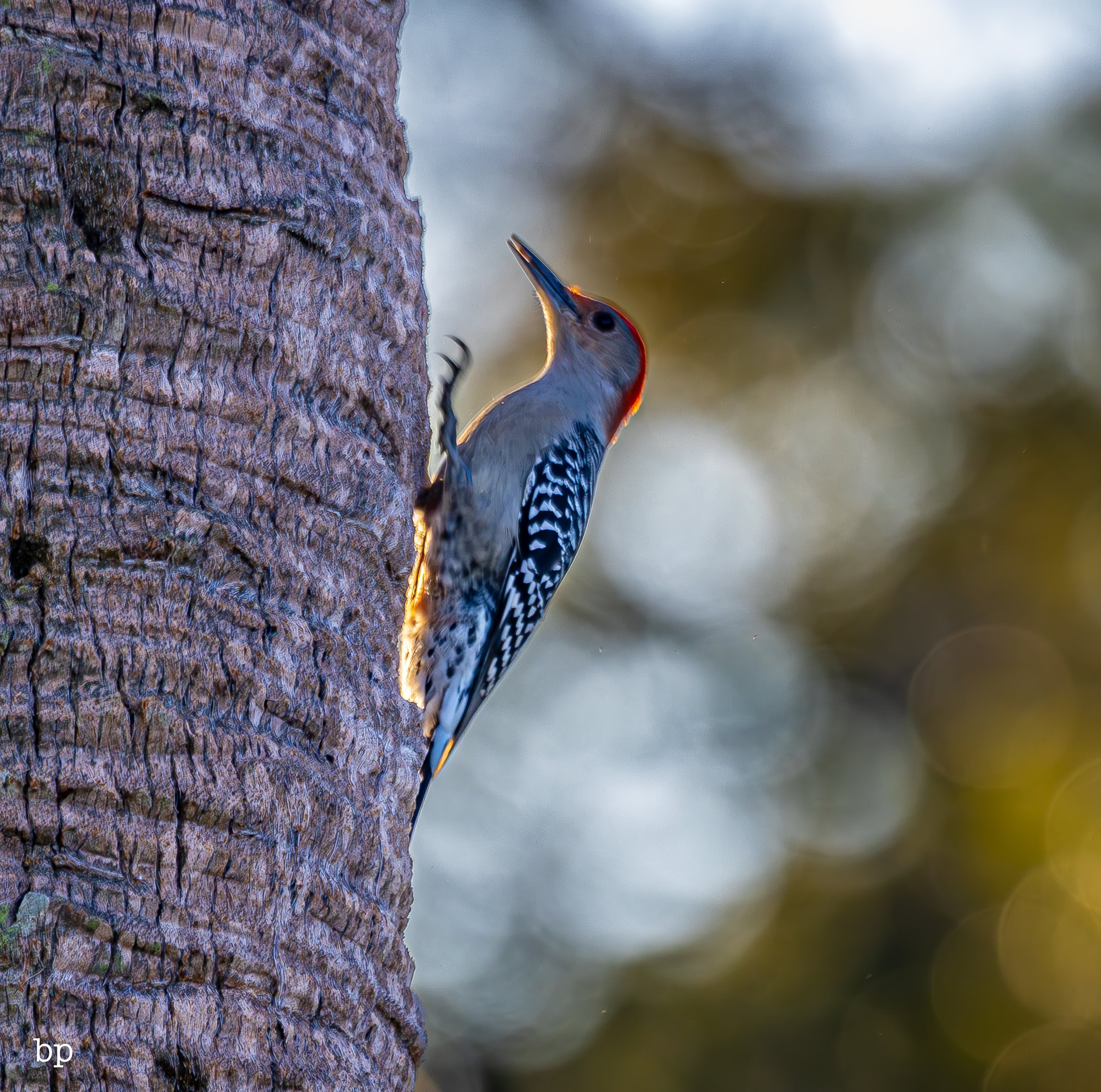 set_120525_raw_14_pecker (1 of 1).jpg