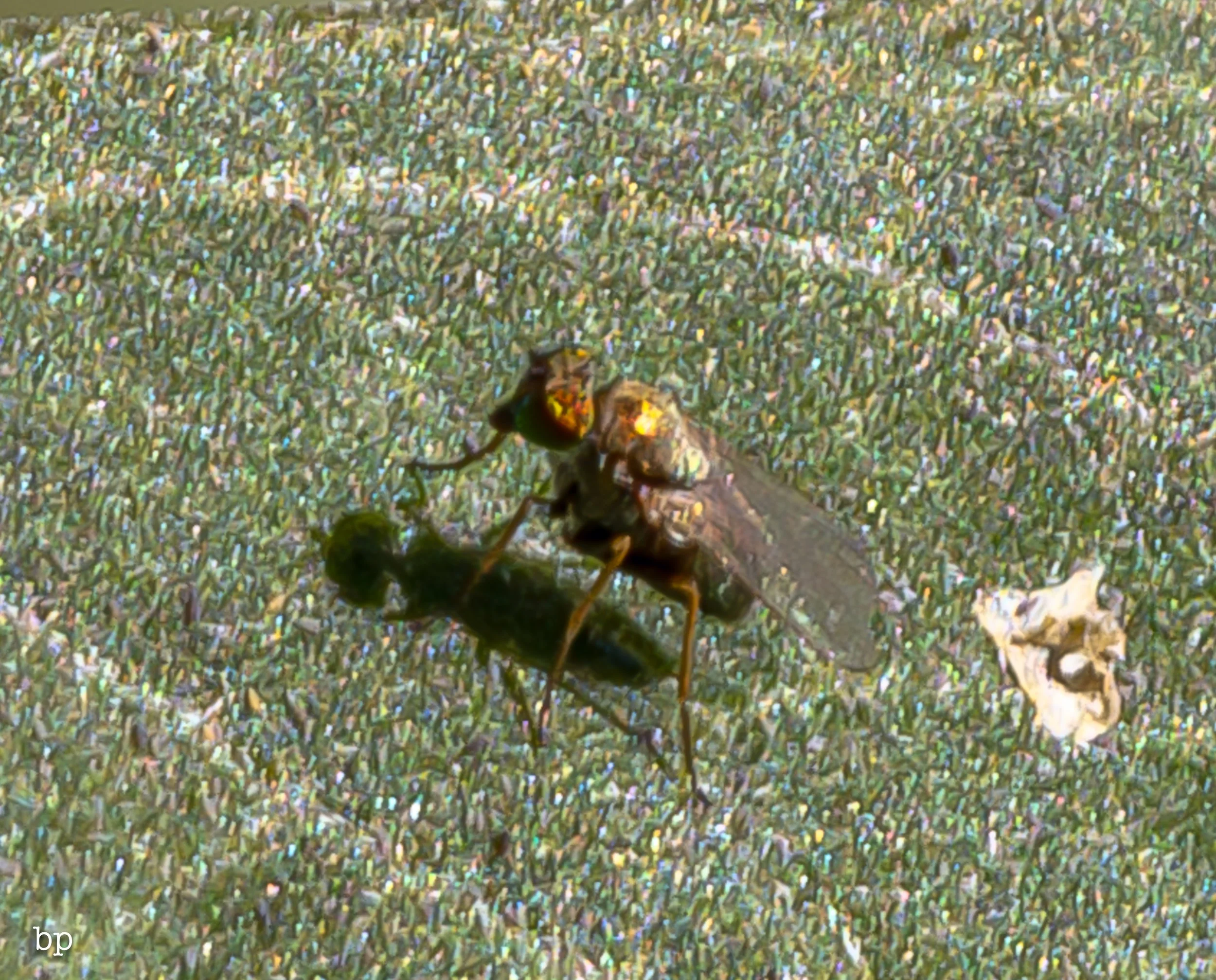 lizard_47 (1 of 1).jpg