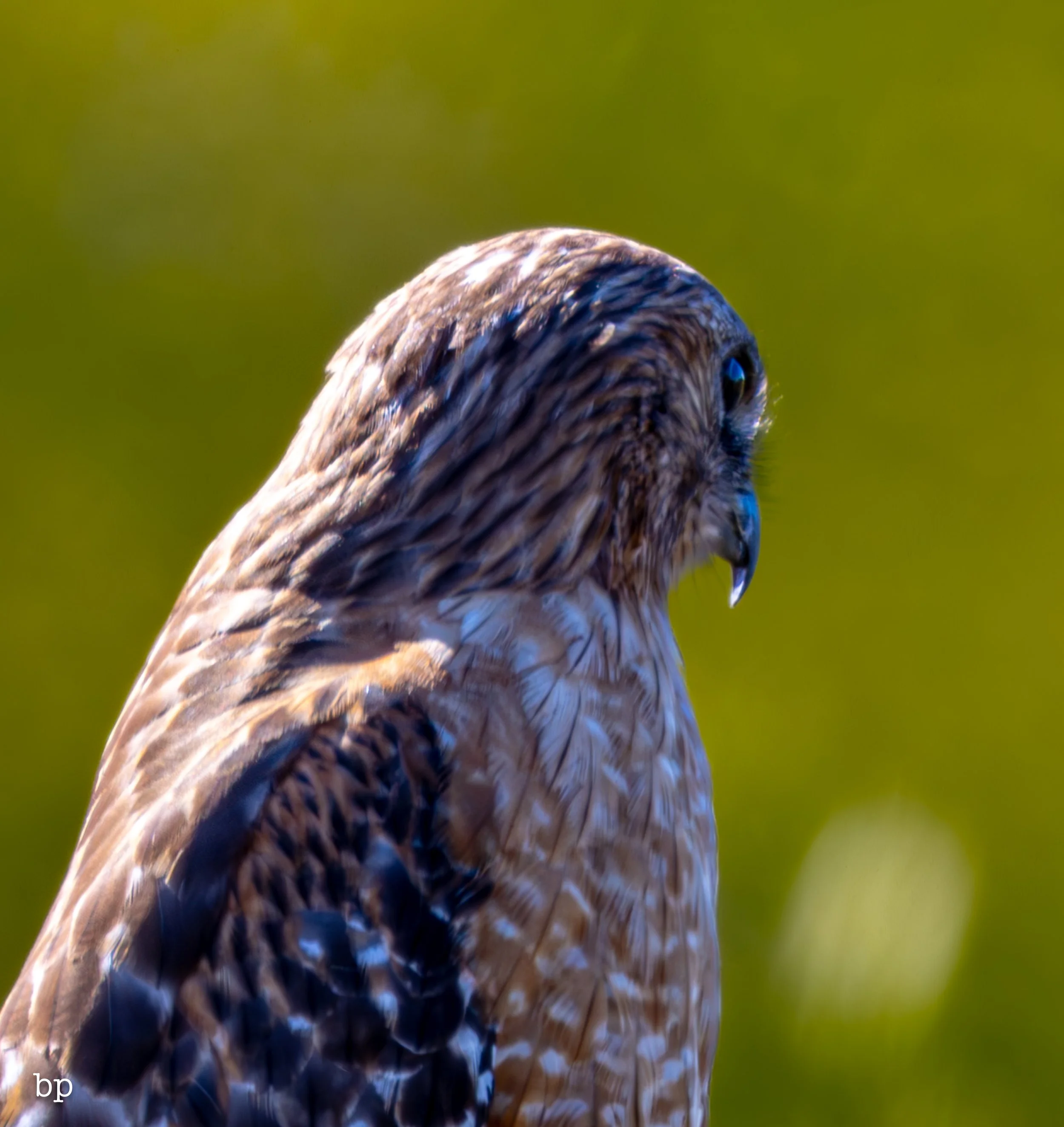 jungle_02_48 (1 of 1).jpg