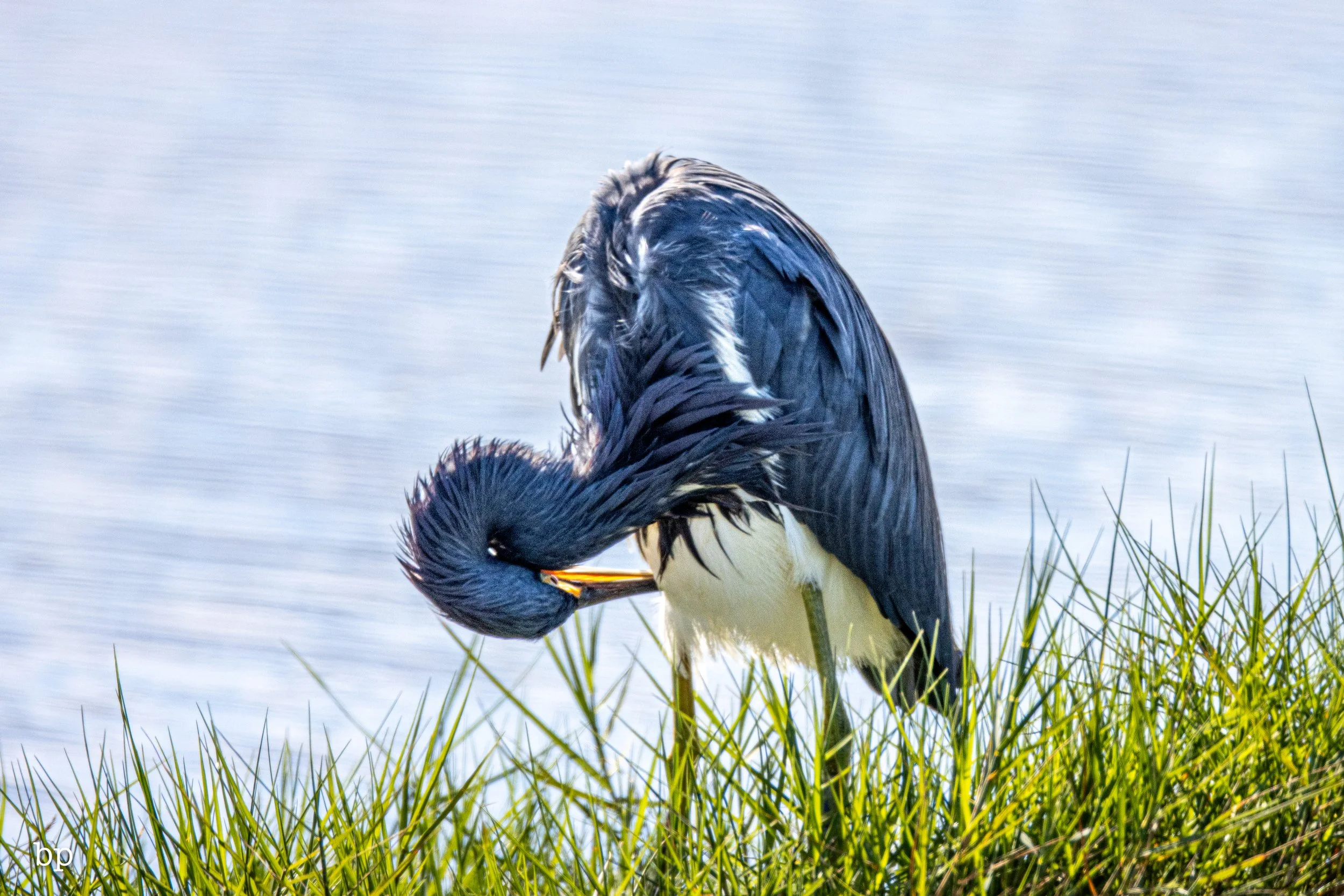 jungle_02_20 (1 of 1).jpg