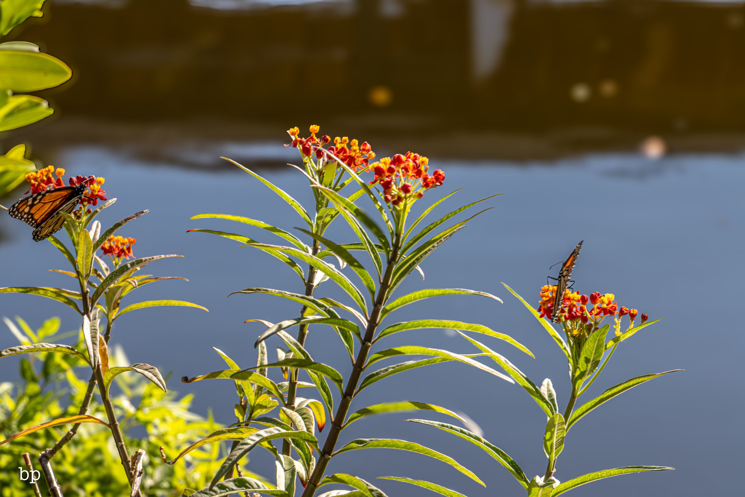 butterr_48 (1 of 1).jpg