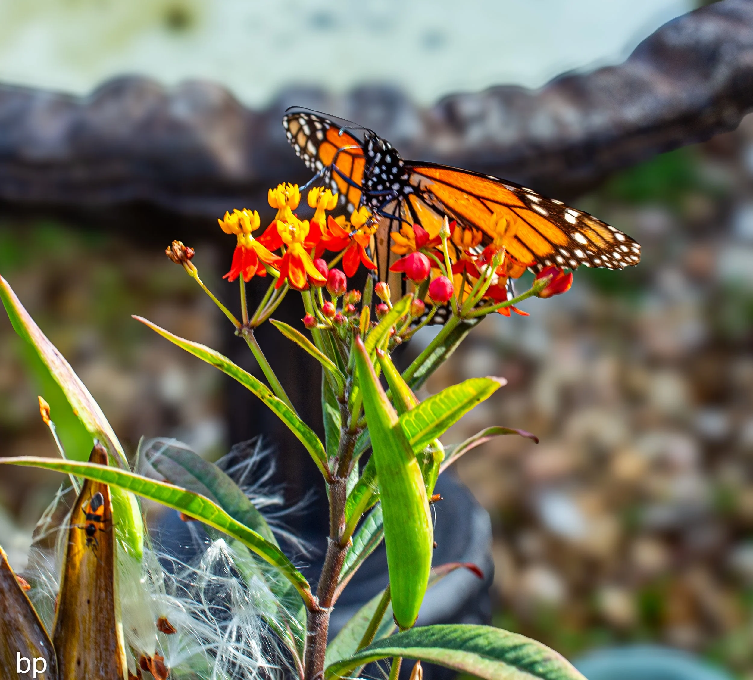 BP_1799 (1 of 1).jpg