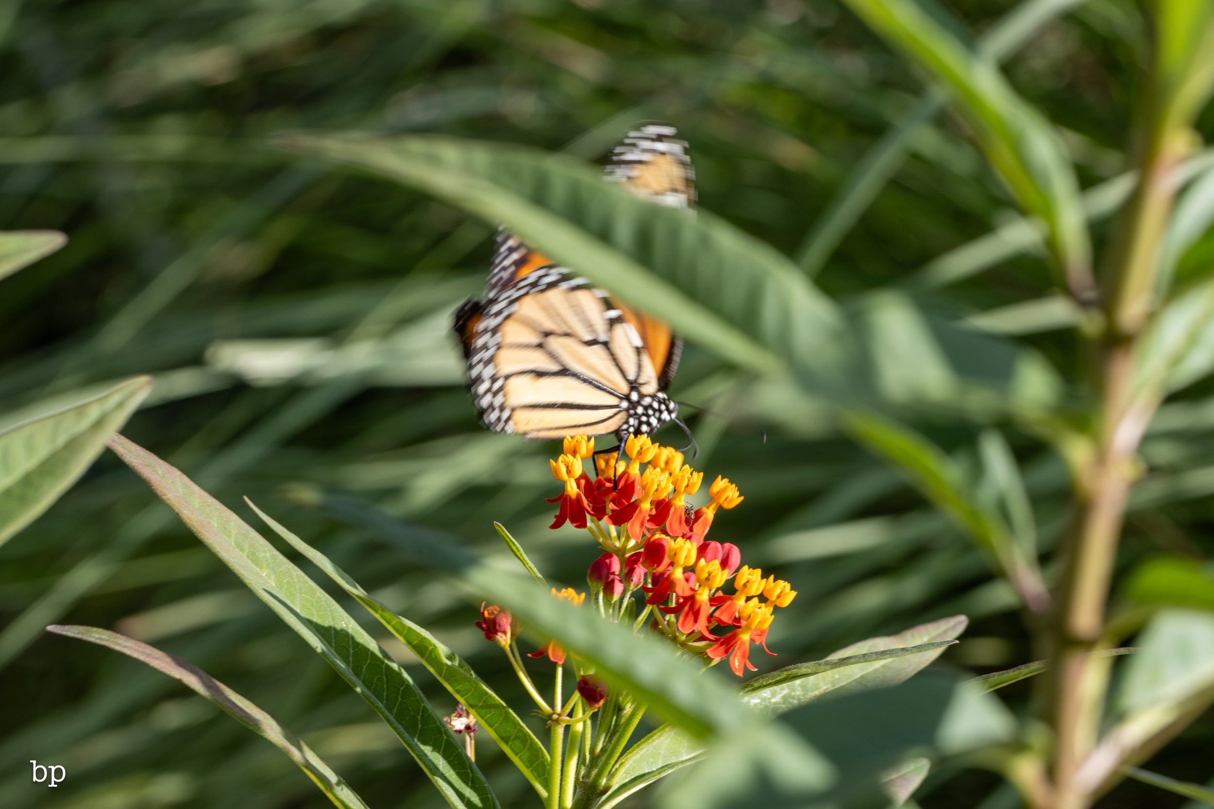 butter_28 (1 of 1).jpg