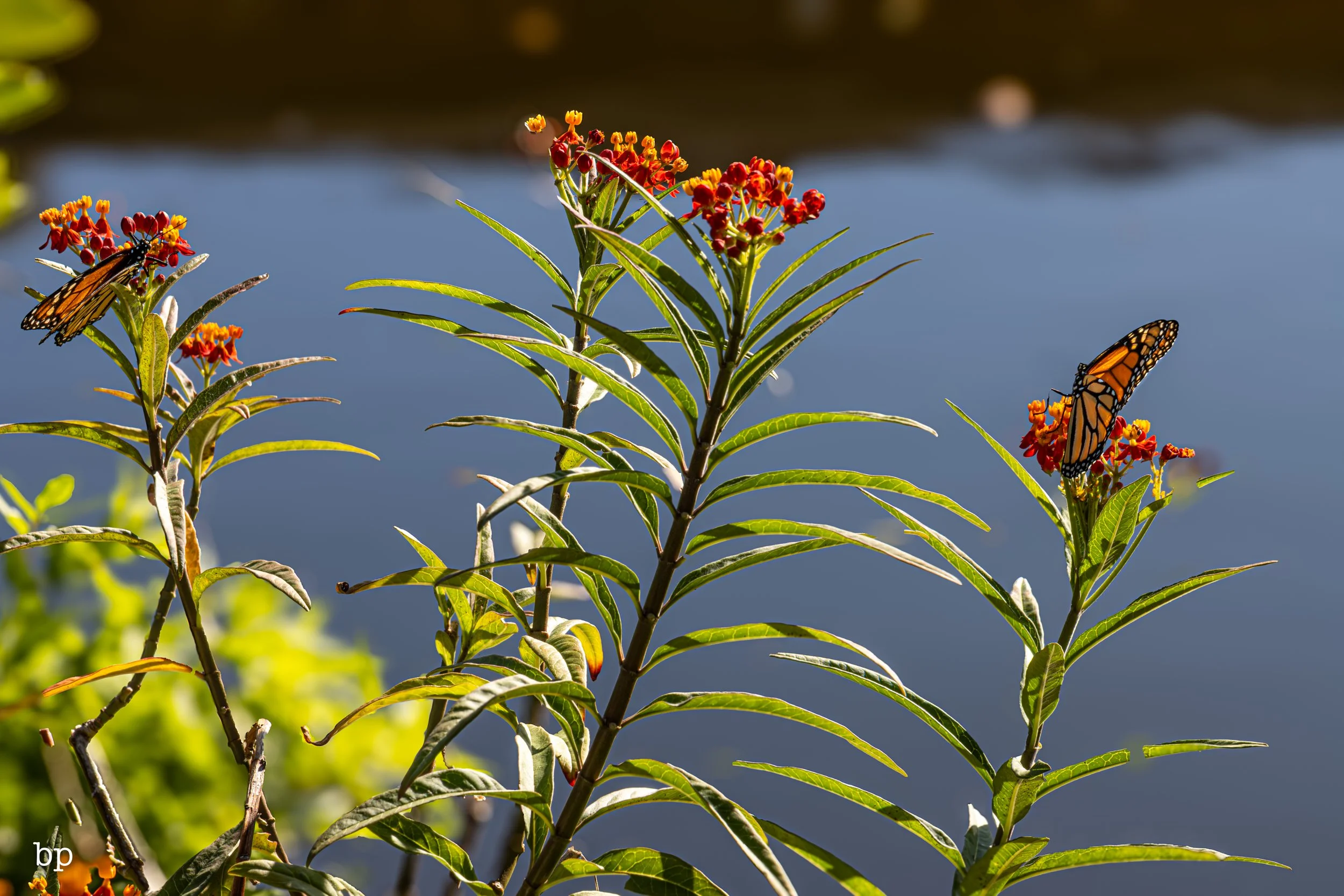 butterr_50 (1 of 1).jpg