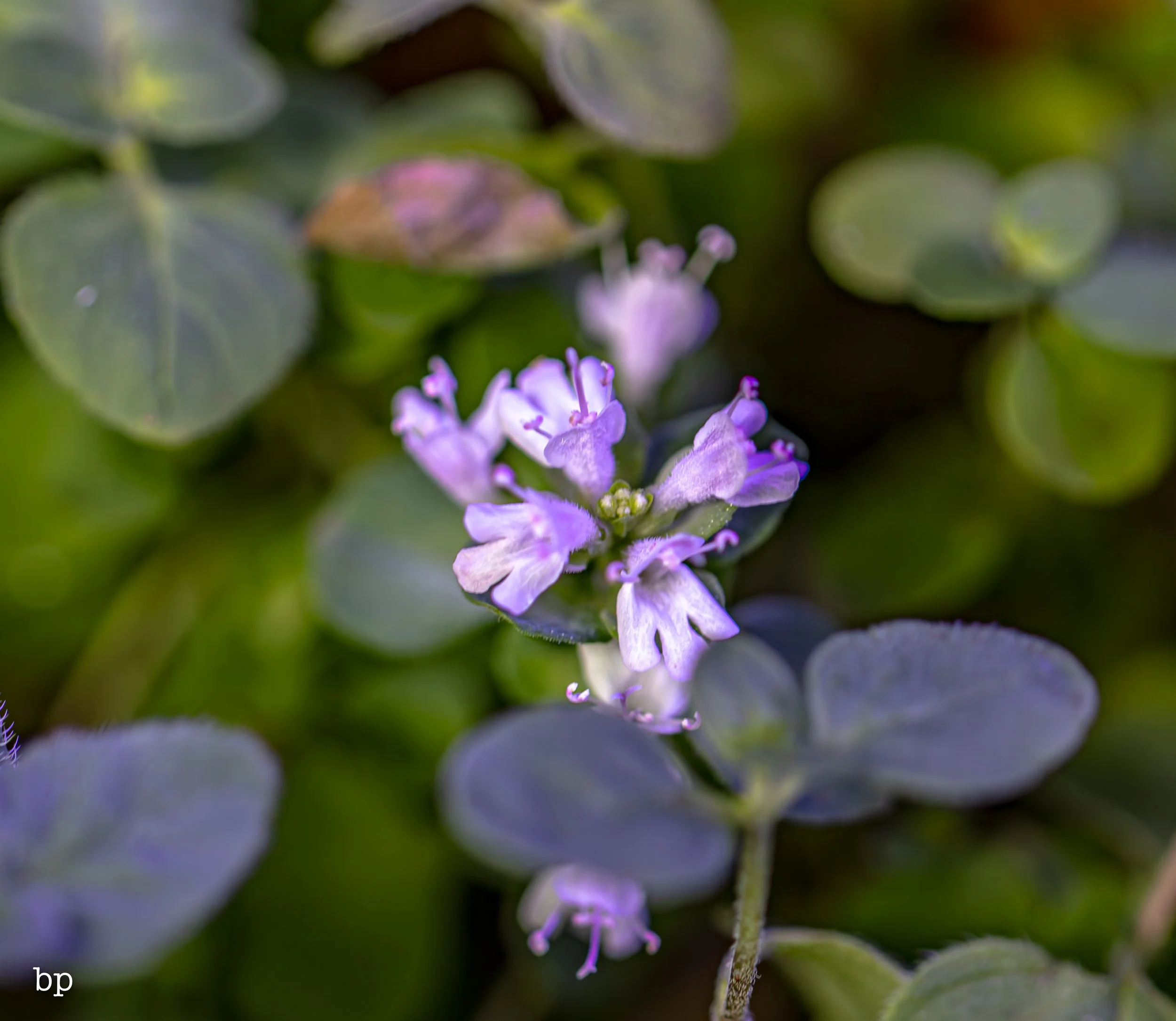 10_28_butter_152 (1 of 1).jpg