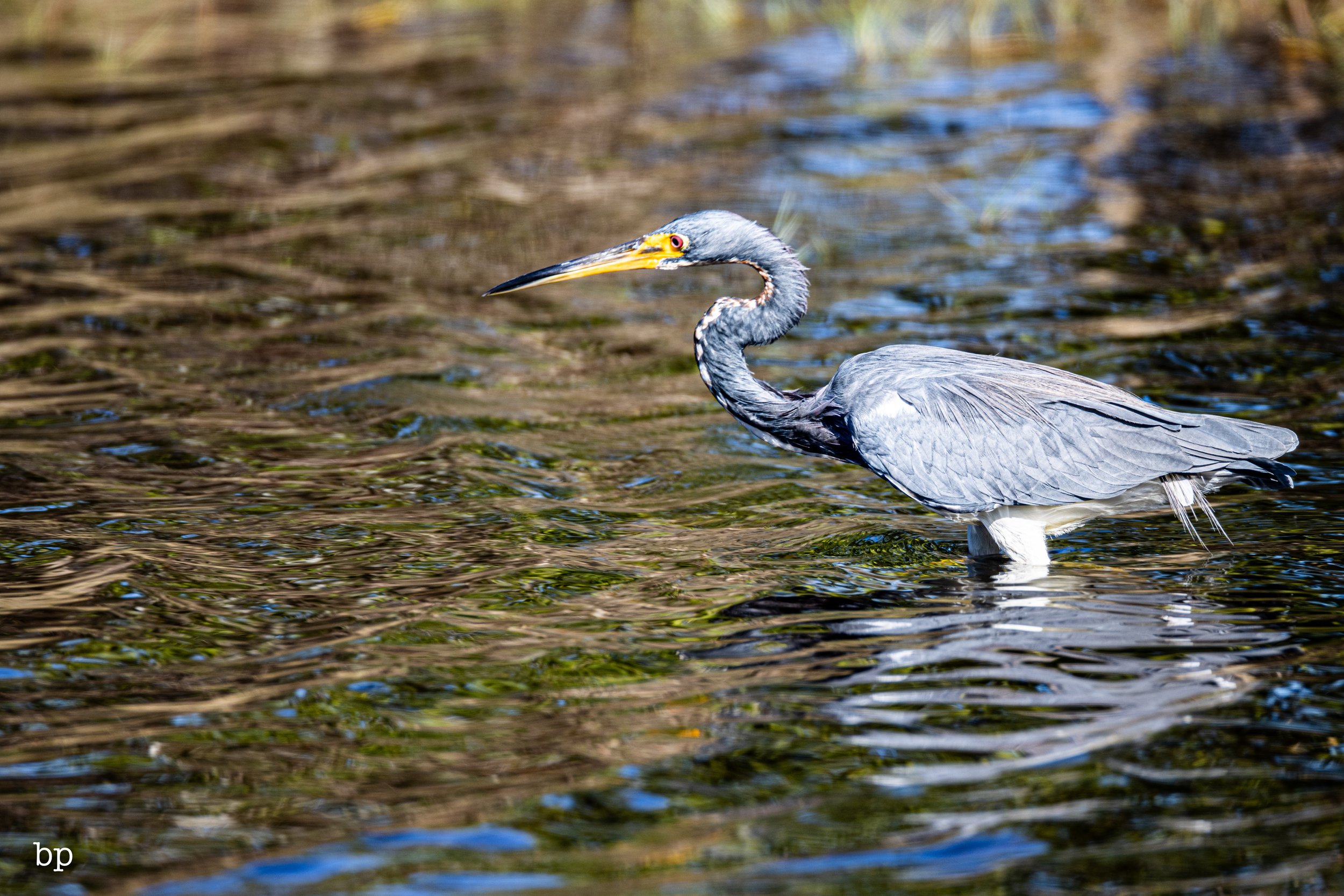 jungle_02_53 (1 of 1).jpg