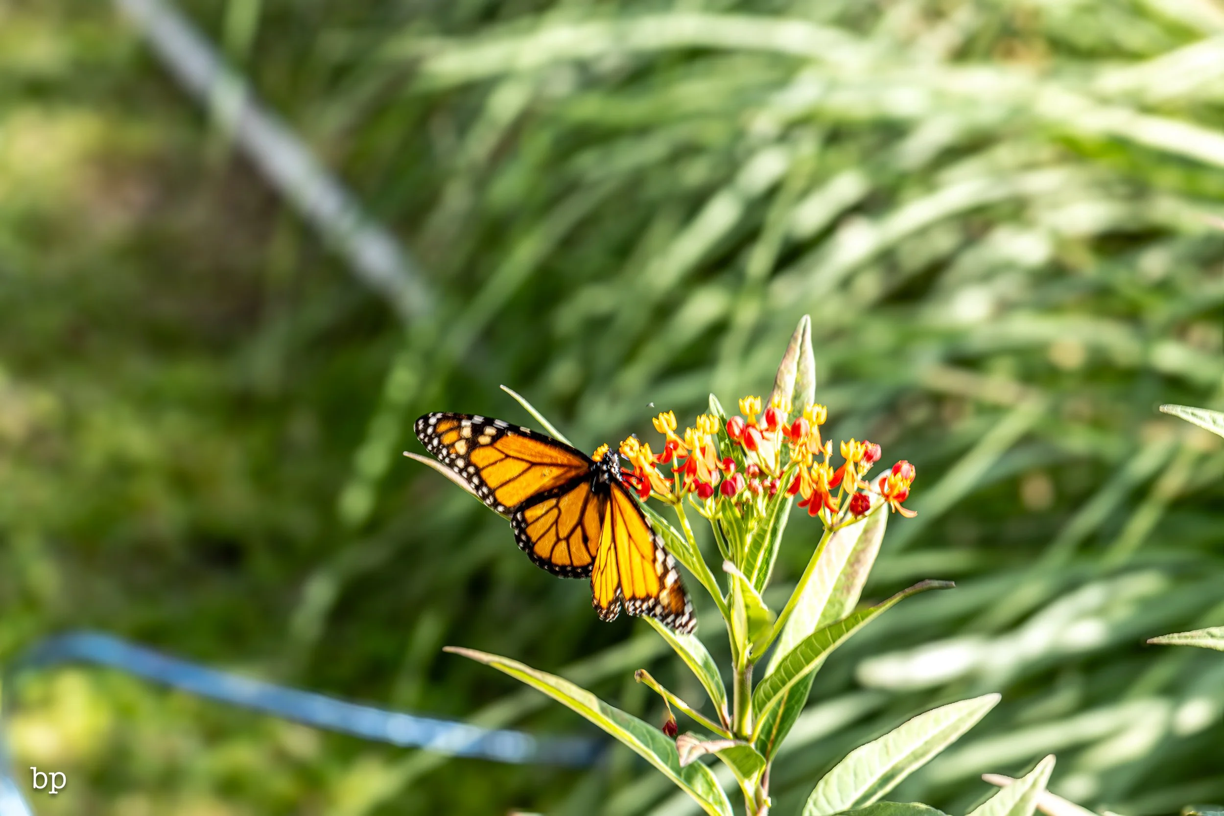 butter_20 (1 of 1).jpg