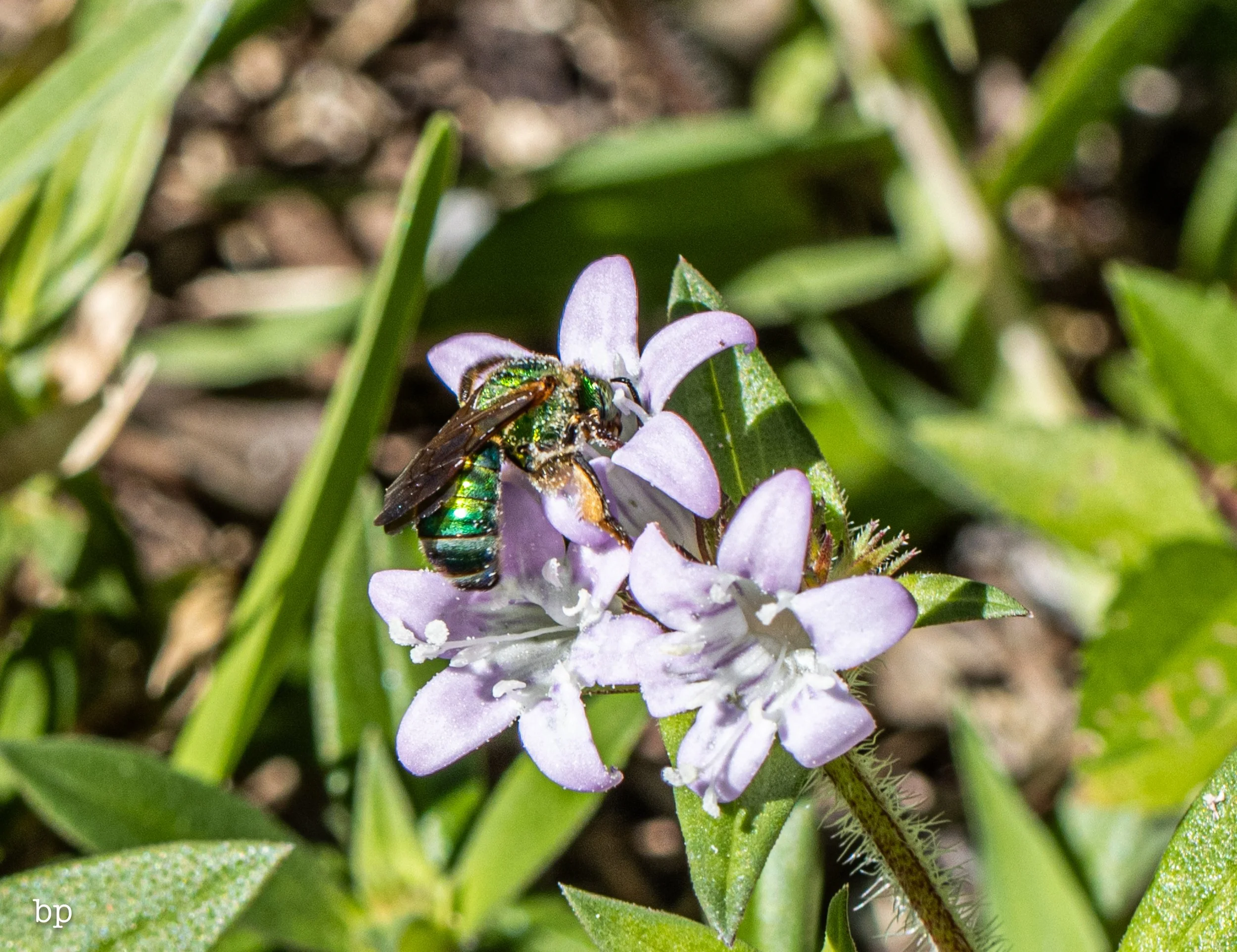 10_28_butter_168 (1 of 1).jpg