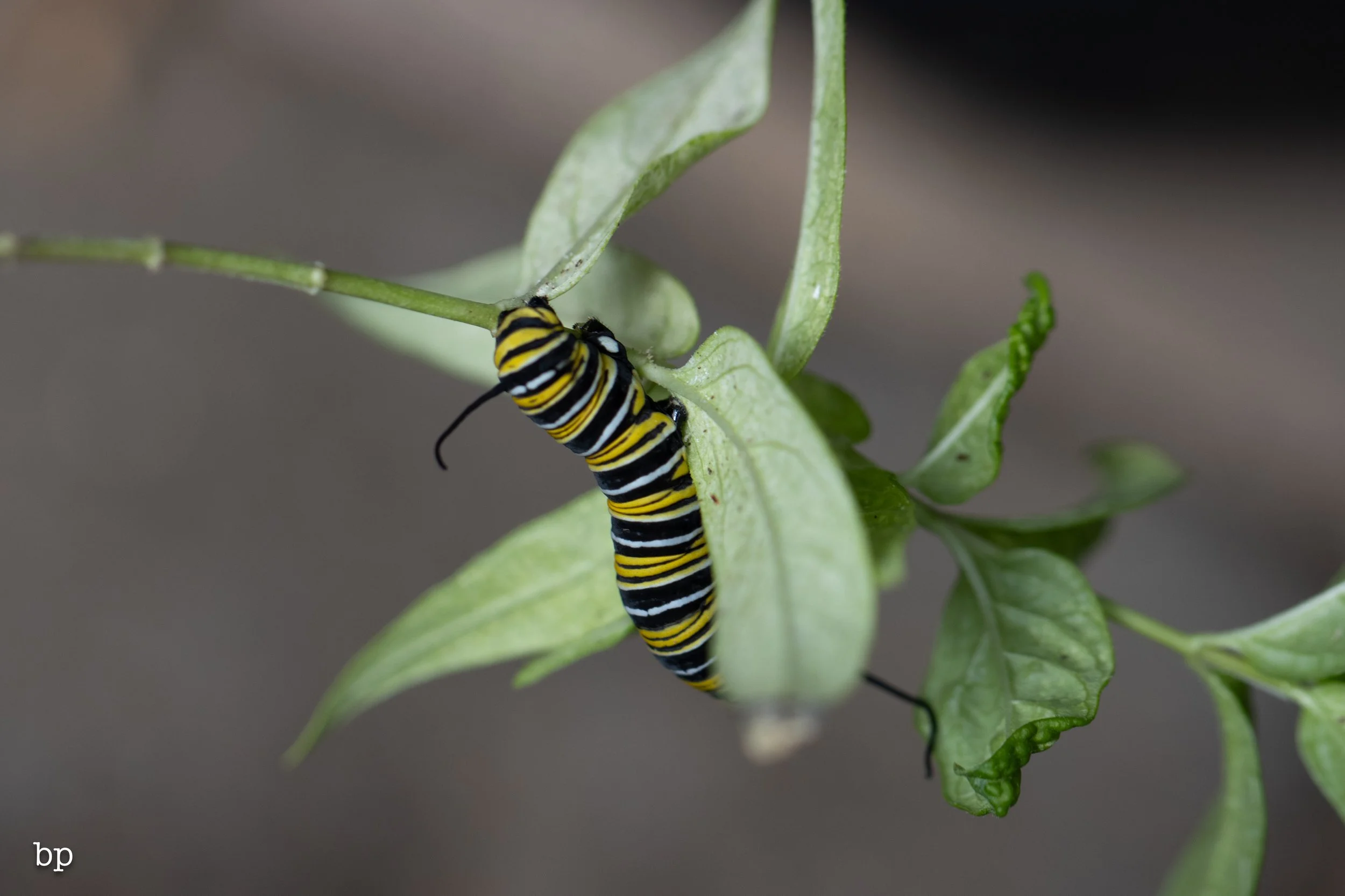 10_28_butter_150 (1 of 1).jpg