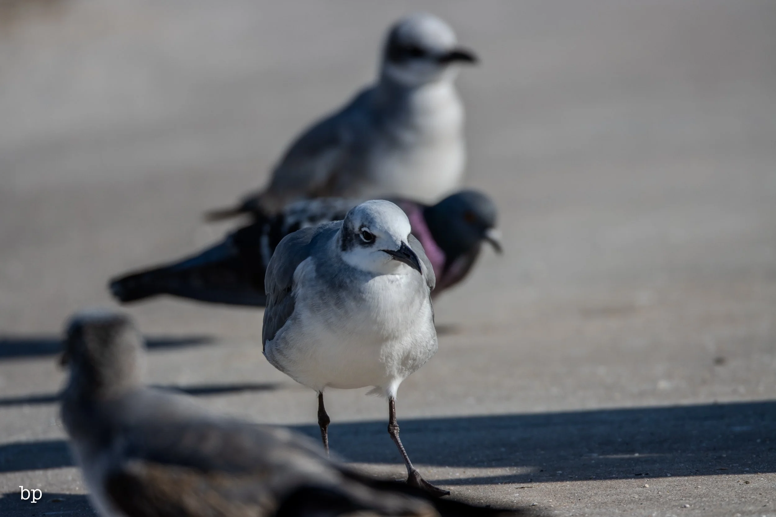 set_120525_raw_25_gull (1 of 1).jpg