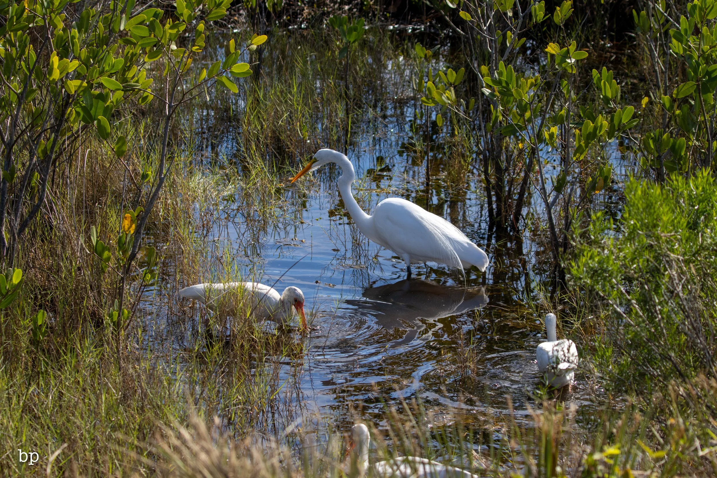 jungle_02_63 (1 of 1).jpg