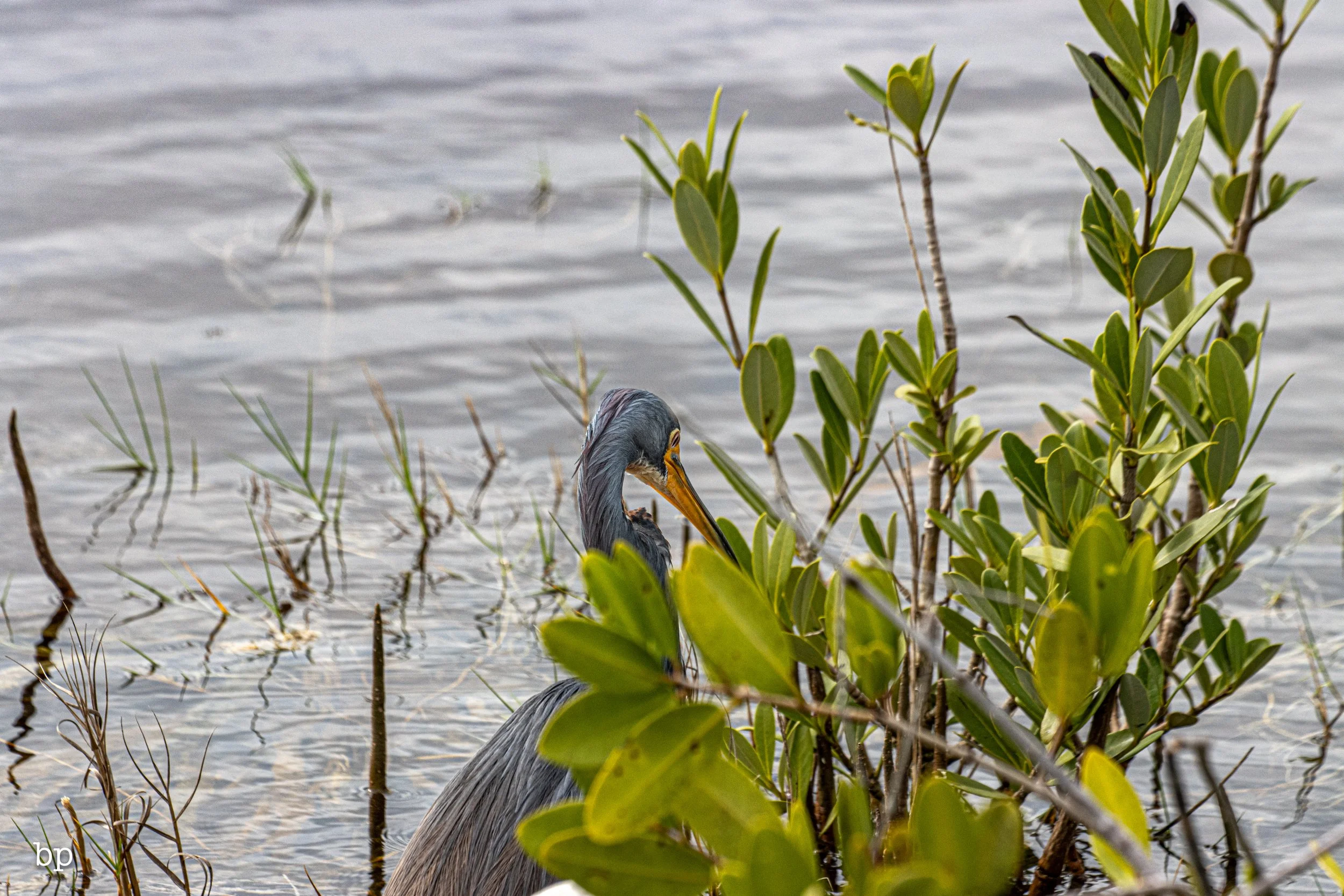 set_1209_cshore_91 (1 of 1).jpg