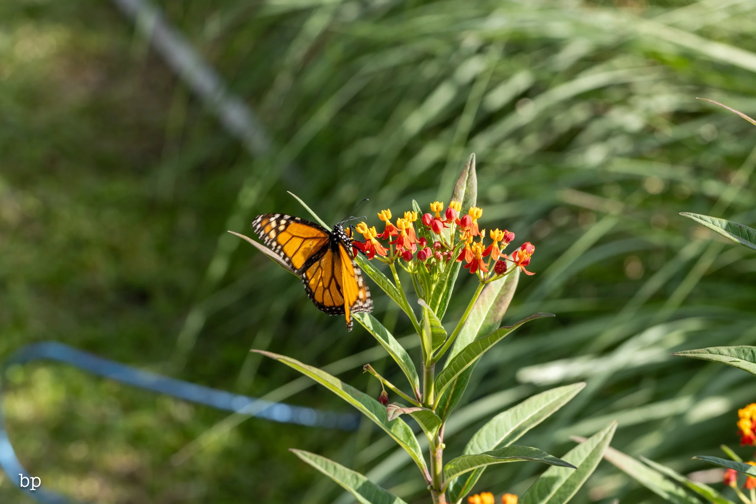 butter_19 (1 of 1).jpg